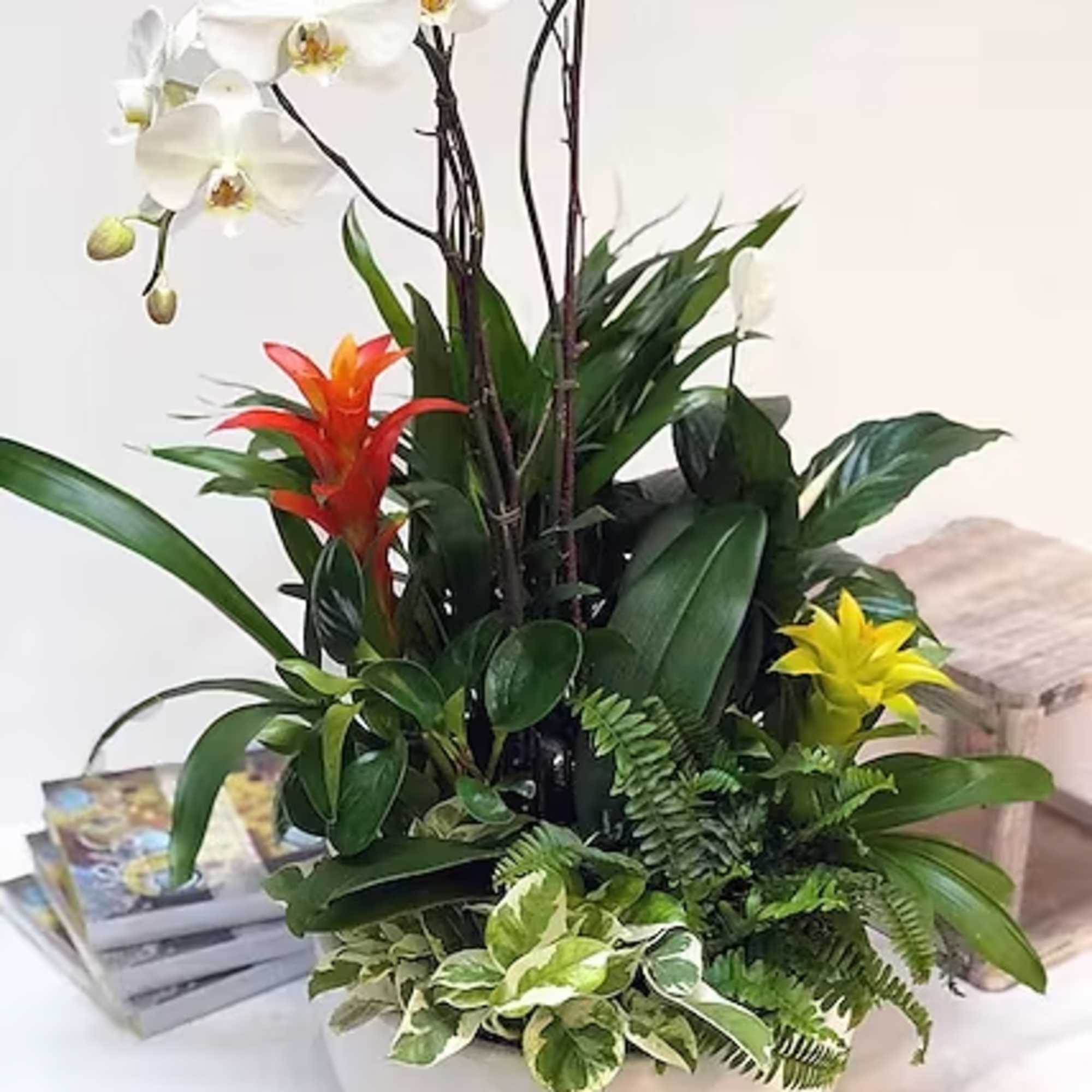 The class and elegance of this white Phalaenopsis surrounded by an abundant