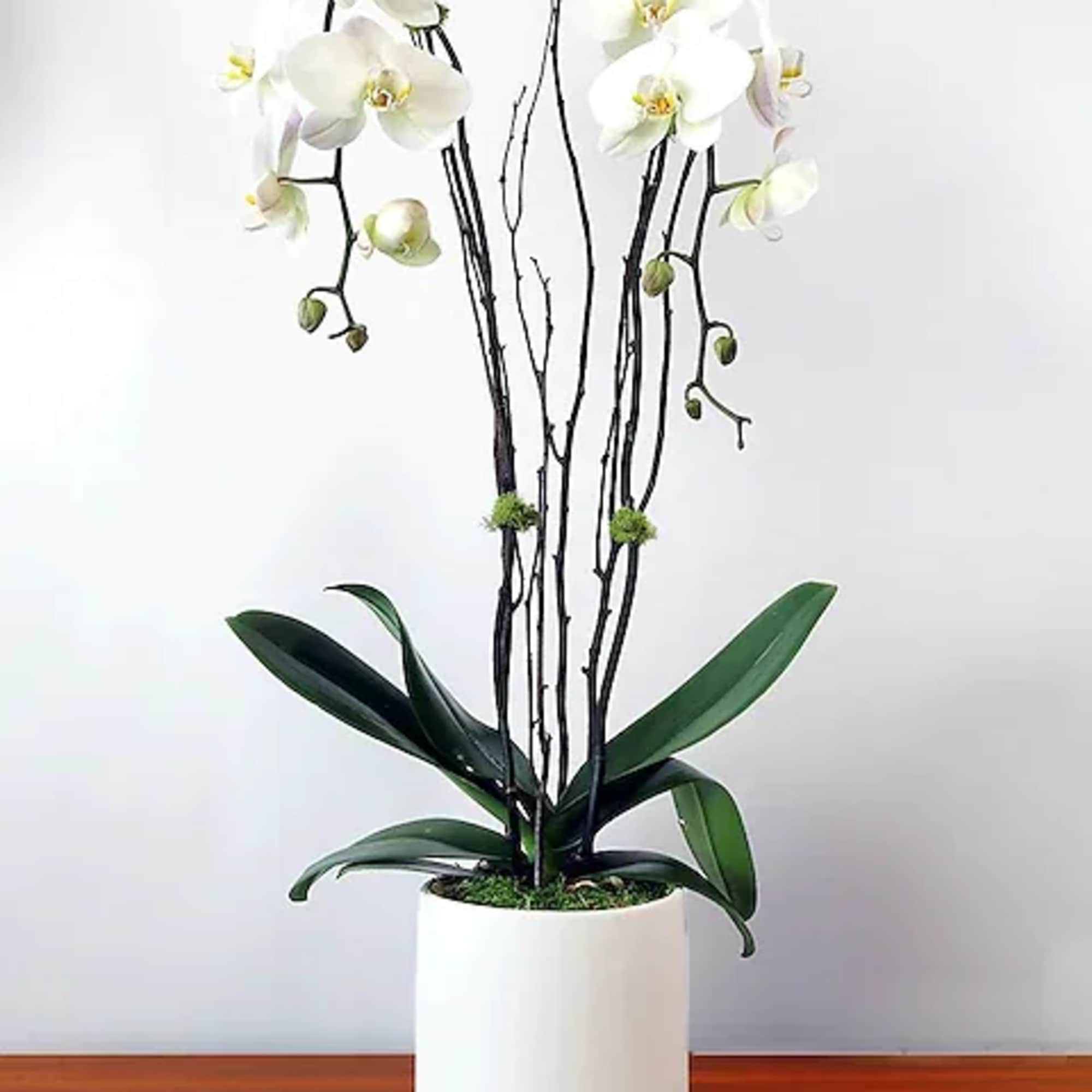Adelaide's is known for our incredible plants and orchids. You won't find