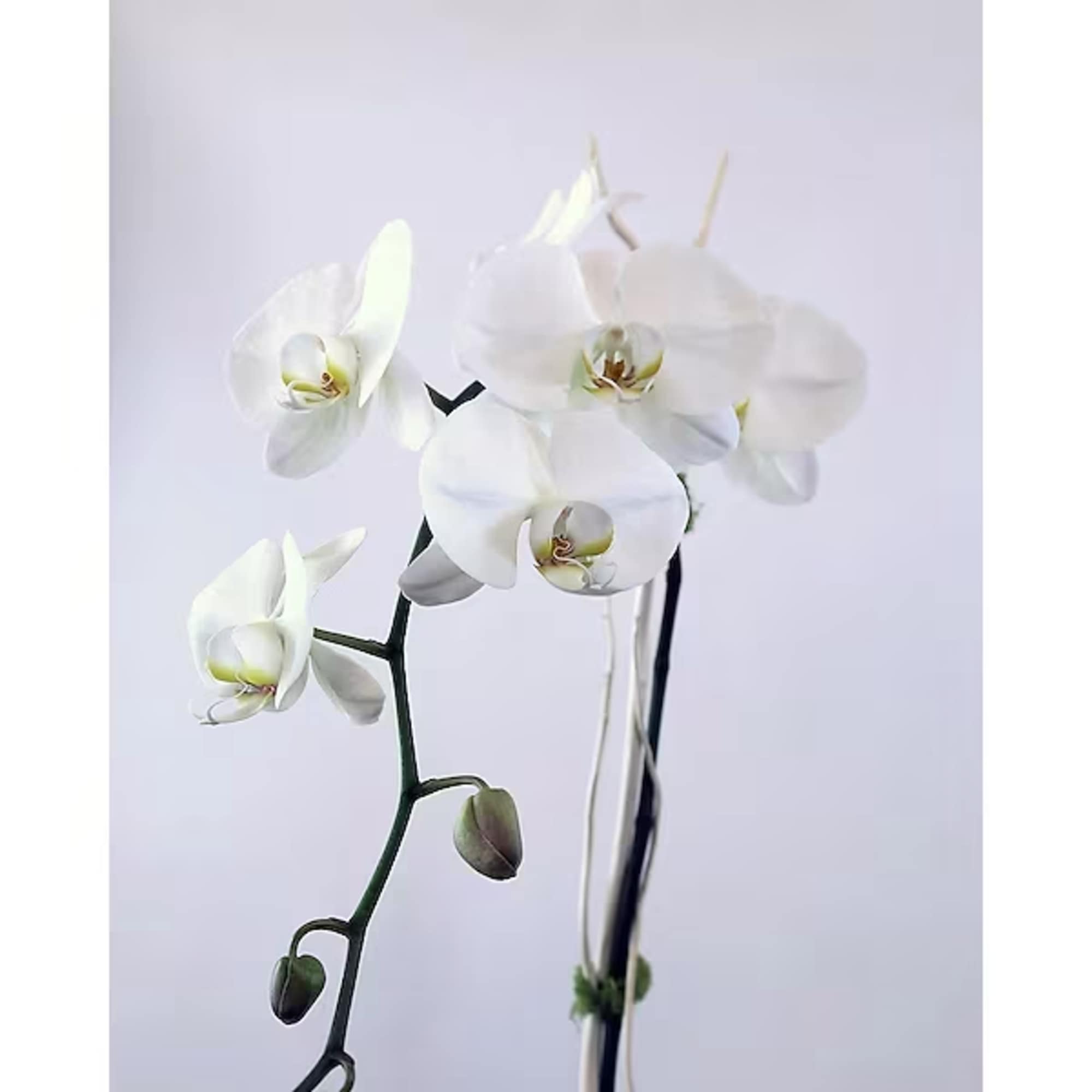 Adelaide's is known for our incredible plants and orchids. You won't find