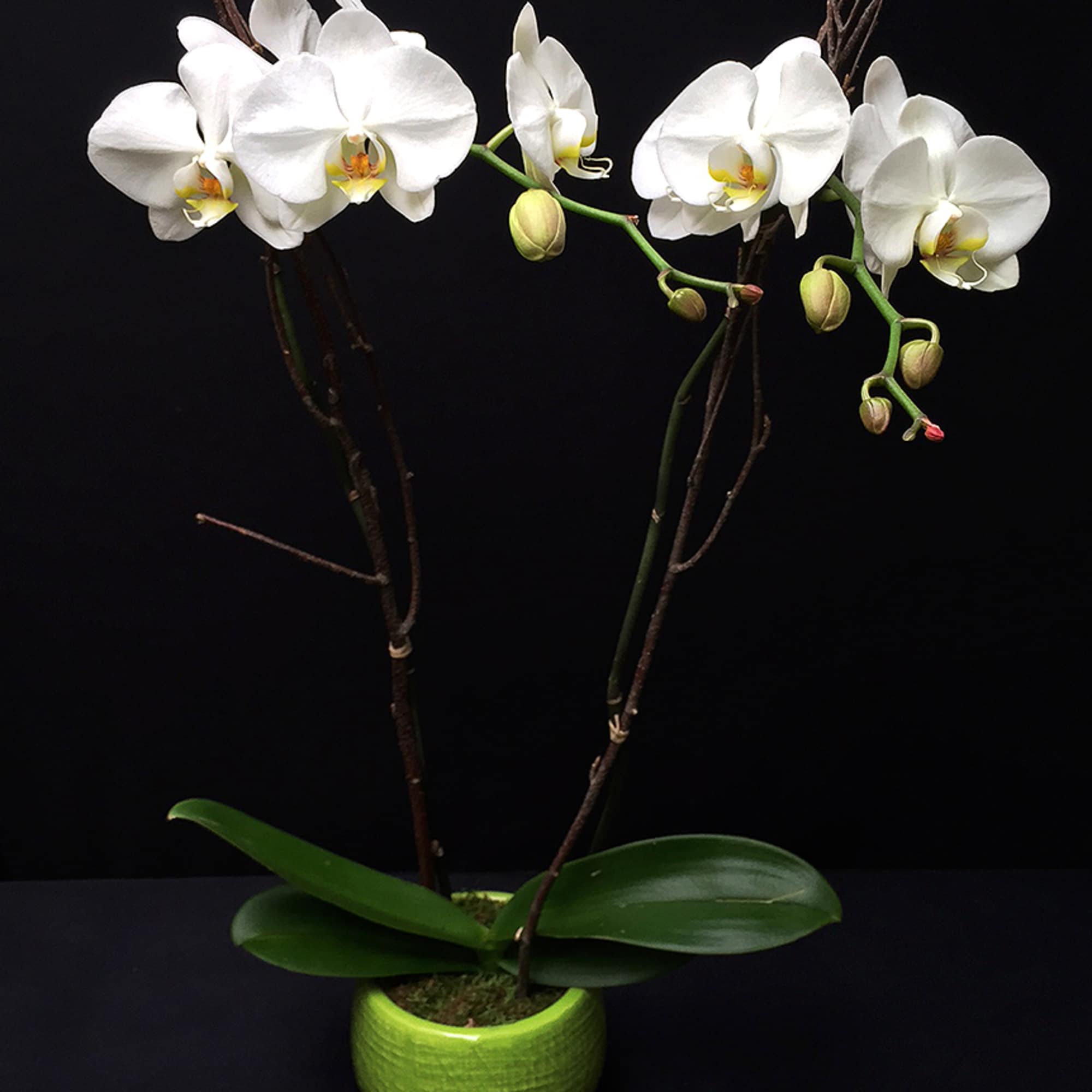 Single Stem: $85
Double Stem: $140

Adelaide's is known for our incredible plants and