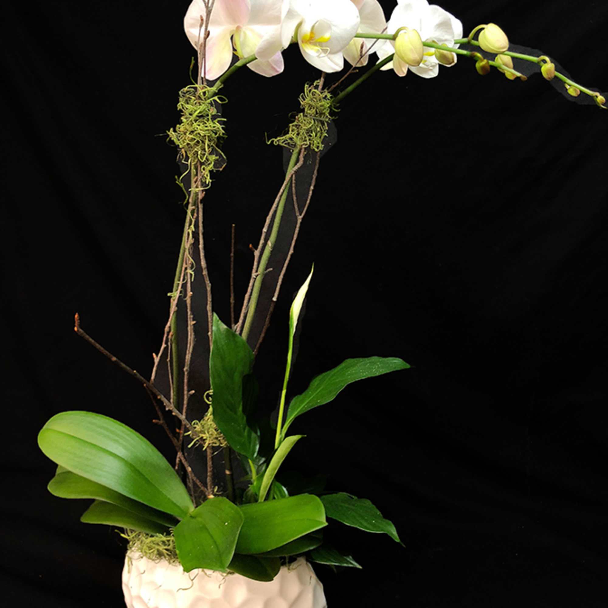 Single Stem: $85
Double Stem: $140

Adelaide's is known for our incredible plants and