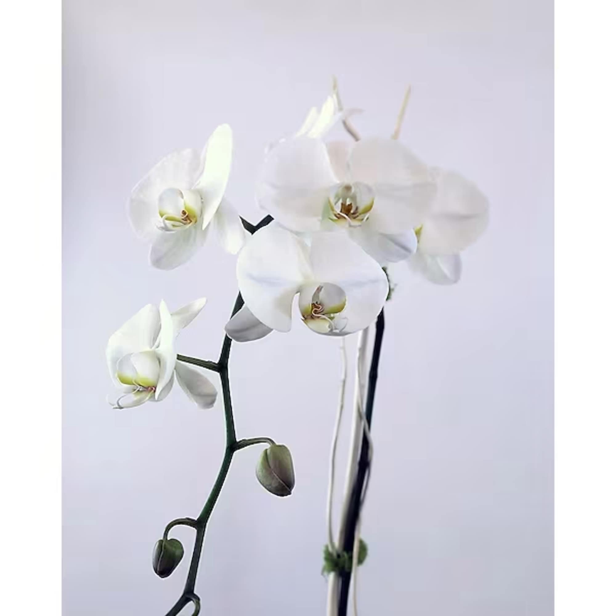 Adelaide's is known countywide for our Orchids and Orchid Gardens. Every aspect