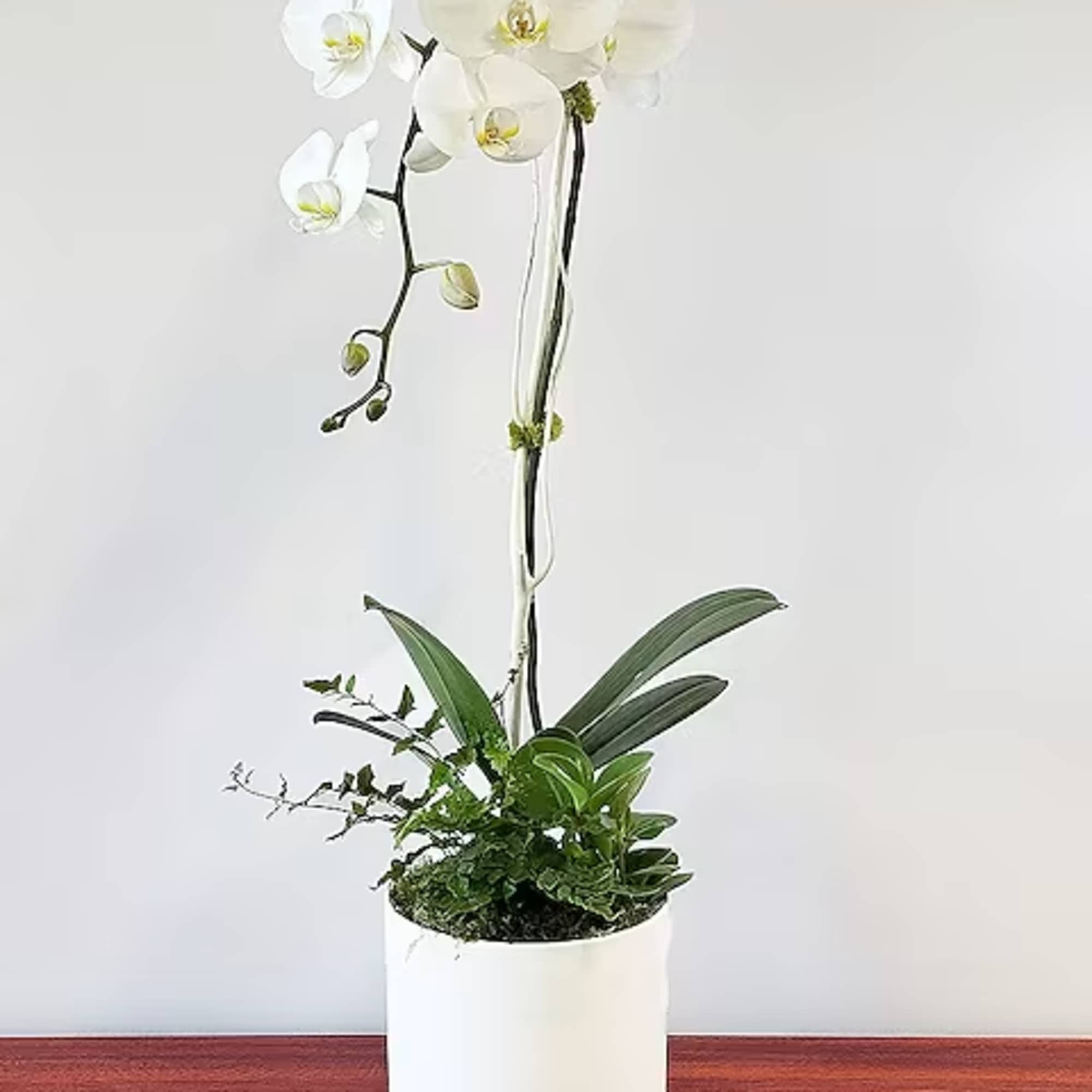 Why stop at just an orchid plant? This amazing contemporary orchid planter