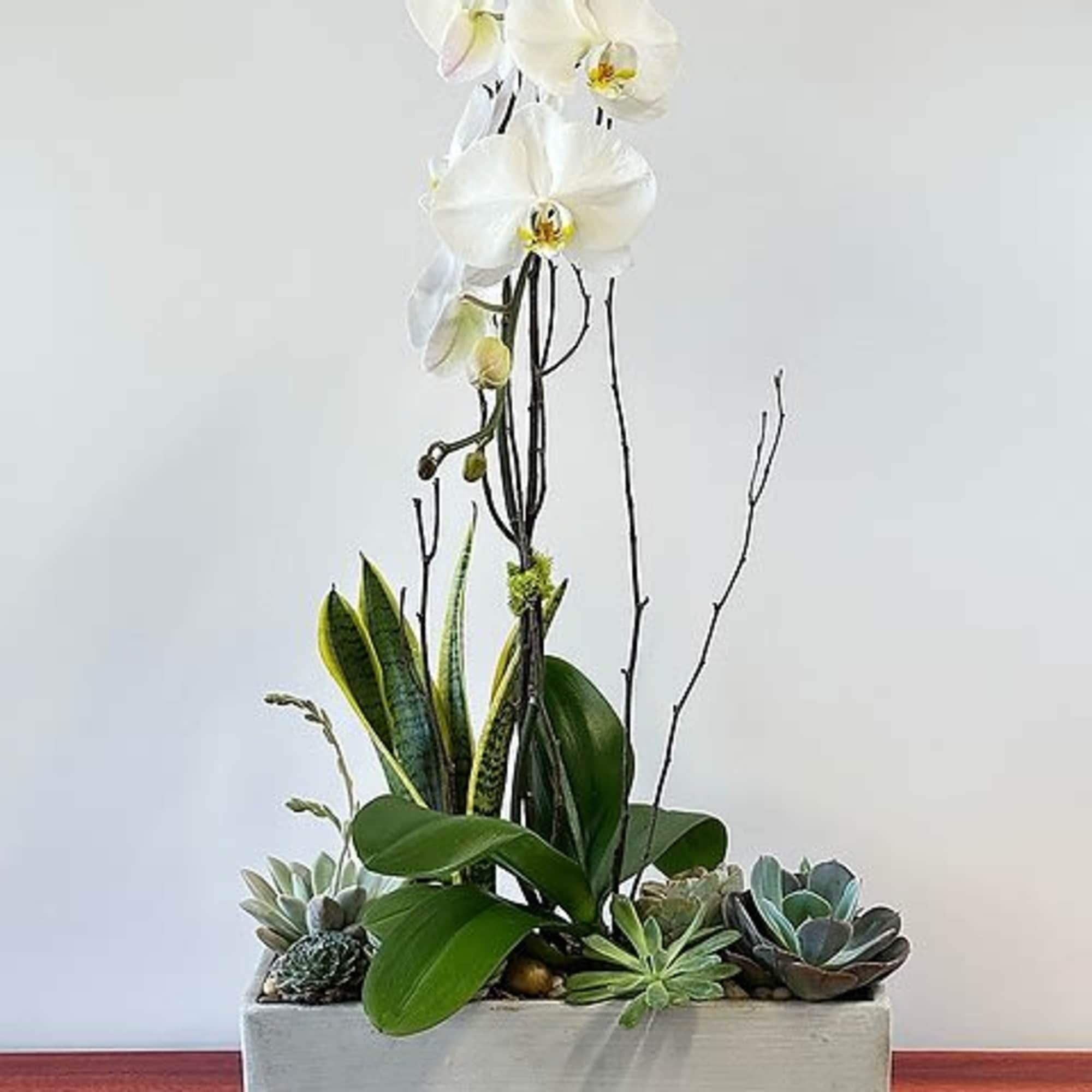 A beautiful orchid garden with a phalaenopsis orchid based with moss, rocks