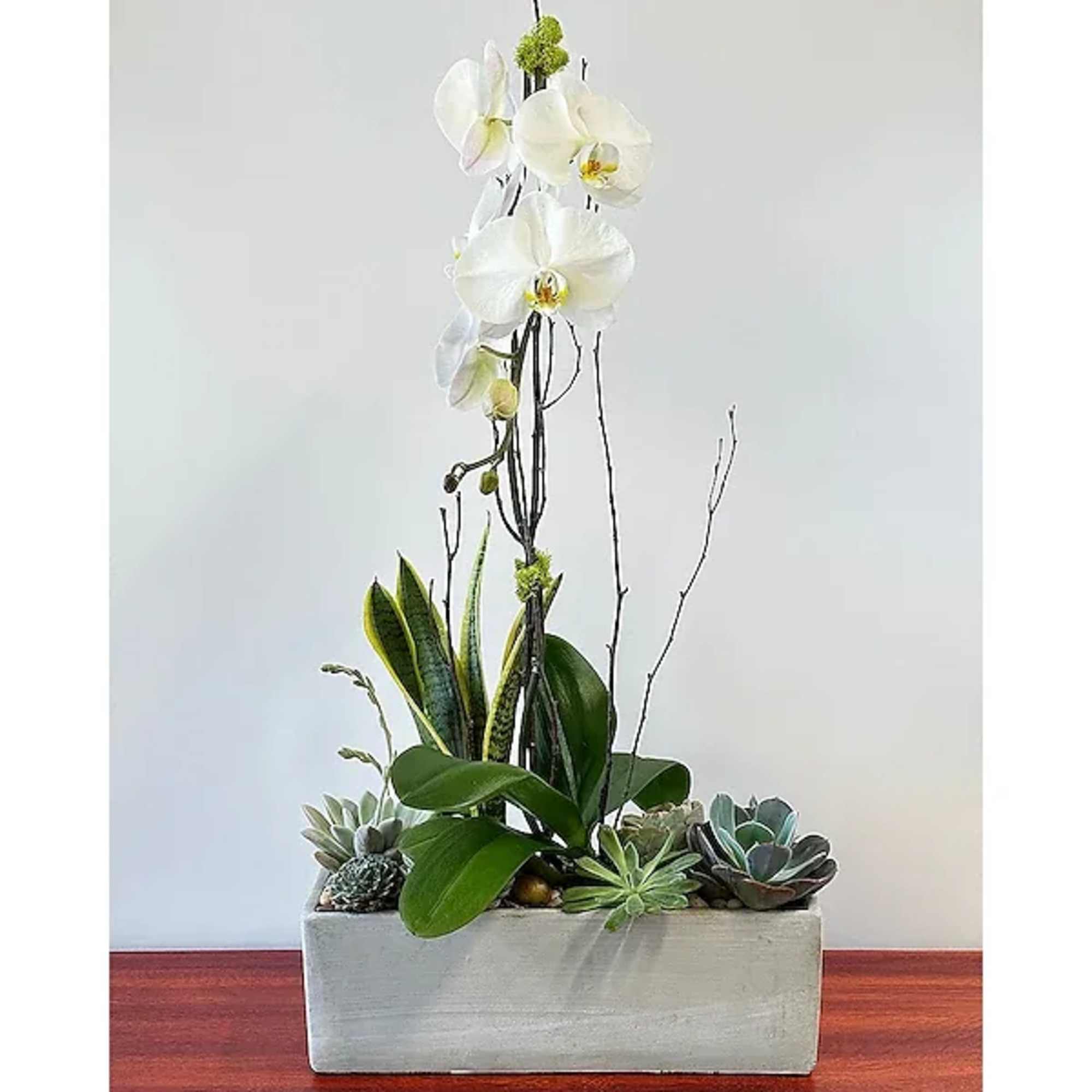 A beautiful orchid garden with a phalaenopsis orchid based with moss, rocks
