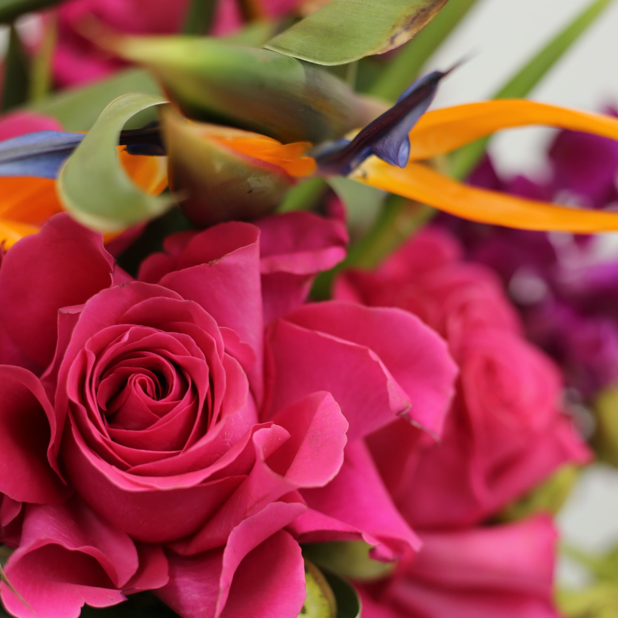 Bursting with color and personality, this exotic arrangement features striking Bird of