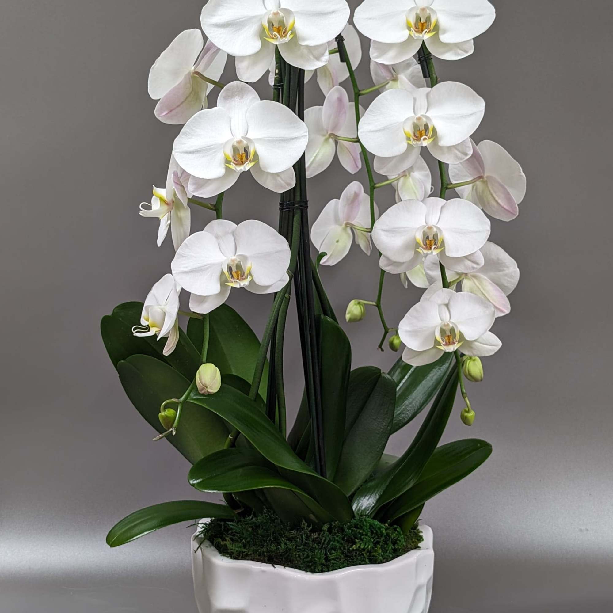Medium Orchid centerpiece with 4 blooming stems in designer pot.
 