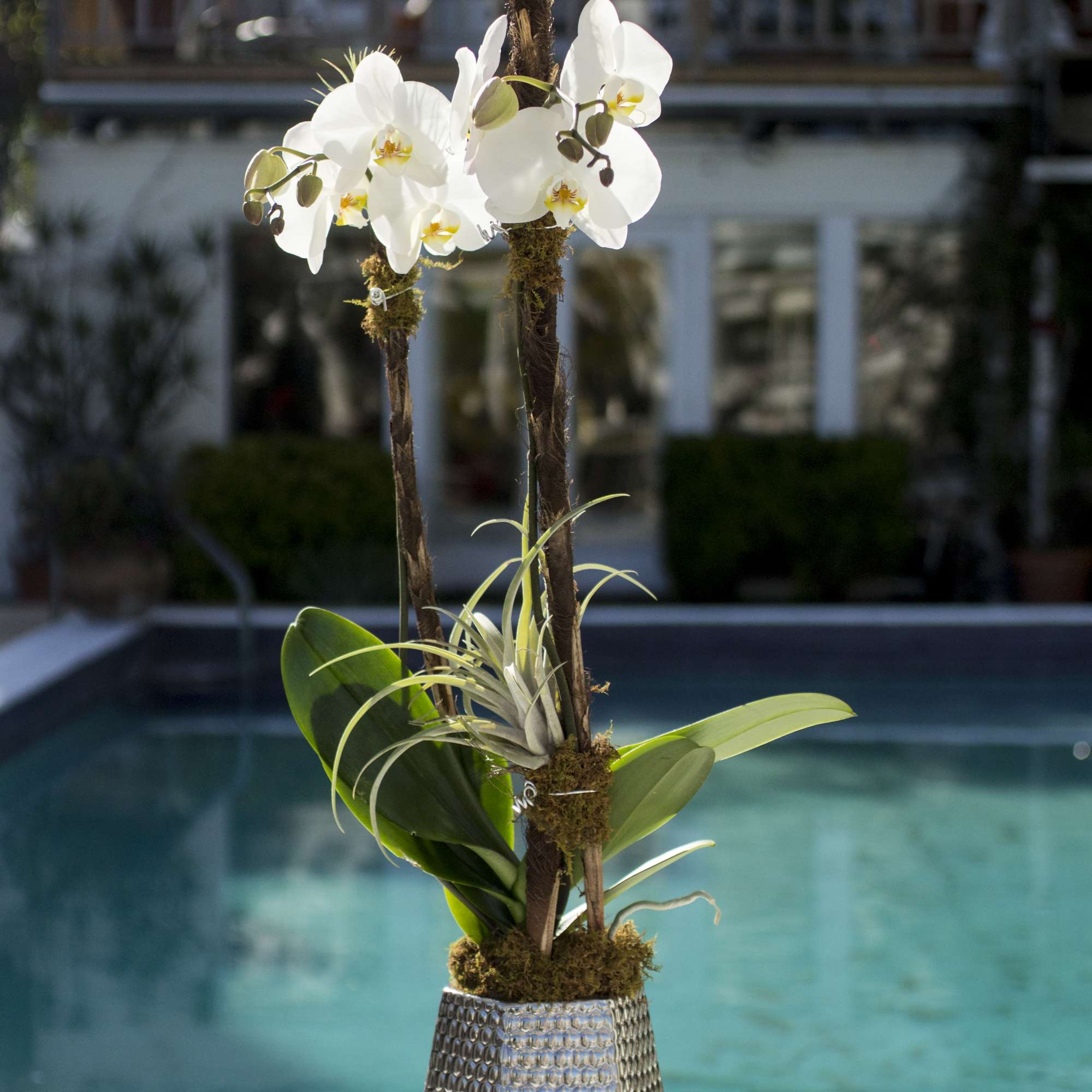 Edgy, Modern, and Masculine, this air plant and orchid combination combined with