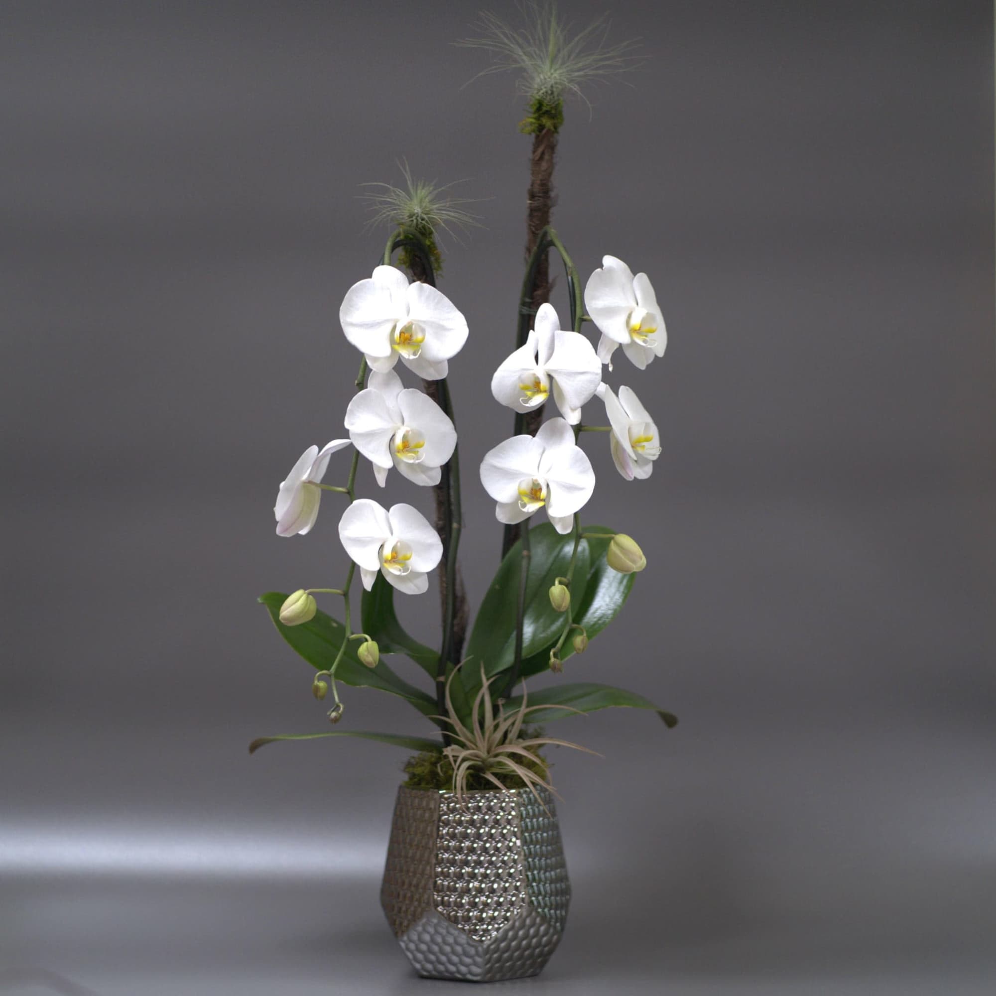 Edgy, Modern, and Masculine, this air plant and orchid combination combined with