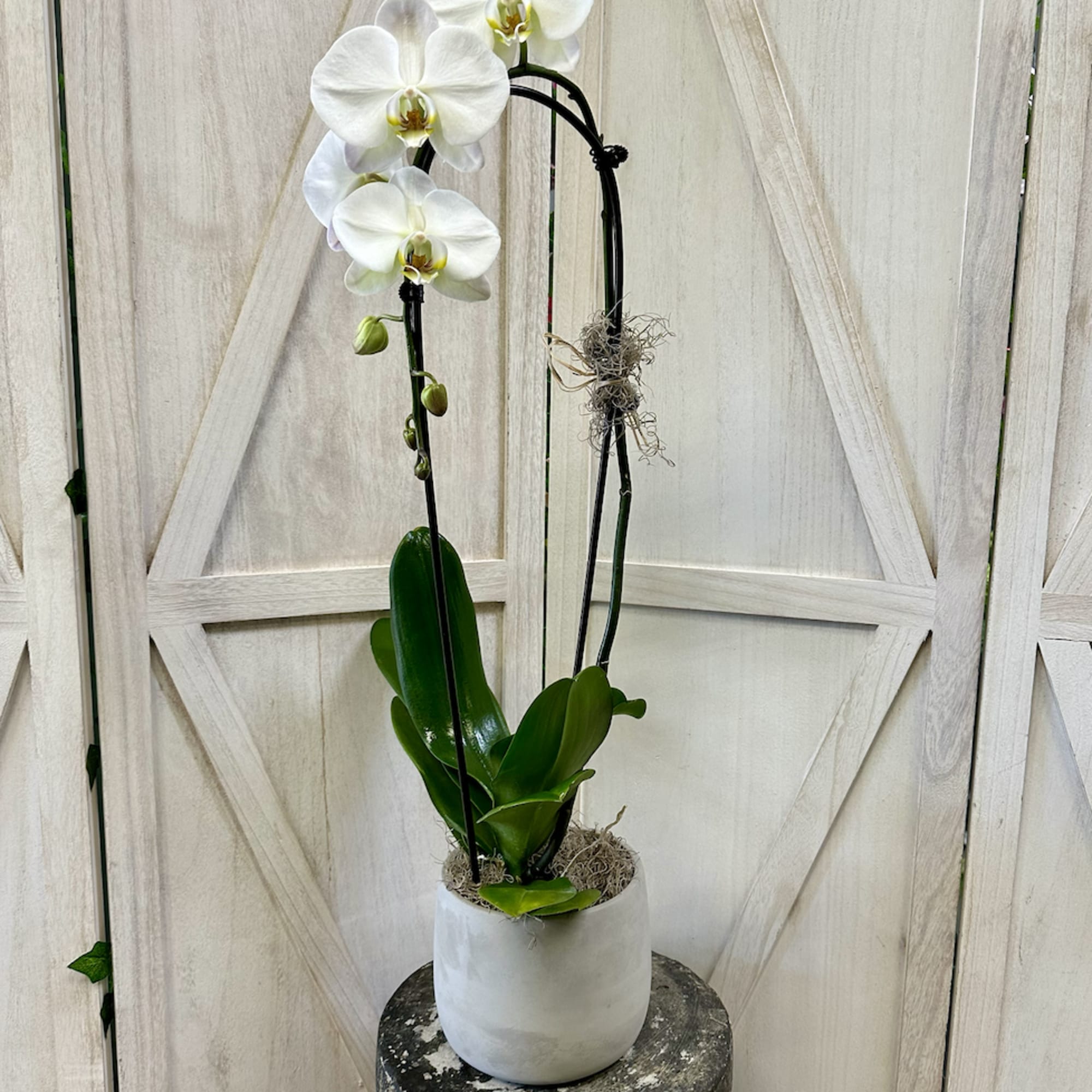 A Stunning Single Or Double Stem White Orchid In A Beautiful Cement