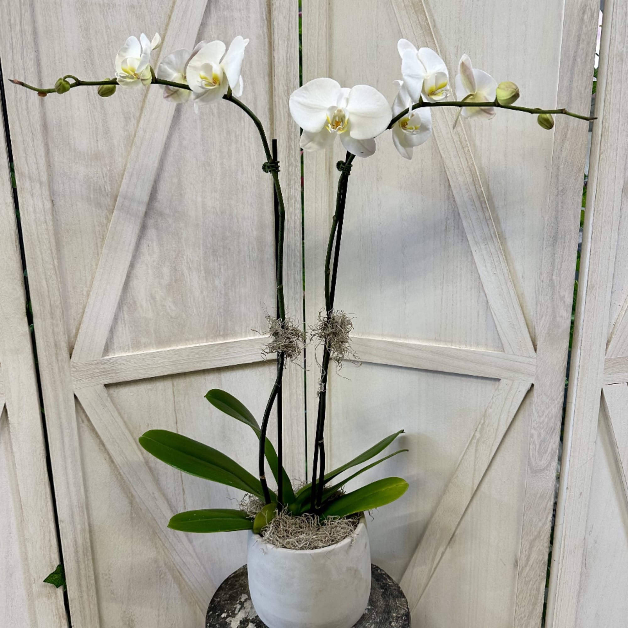 A Stunning Single Or Double Stem White Orchid In A Beautiful Cement