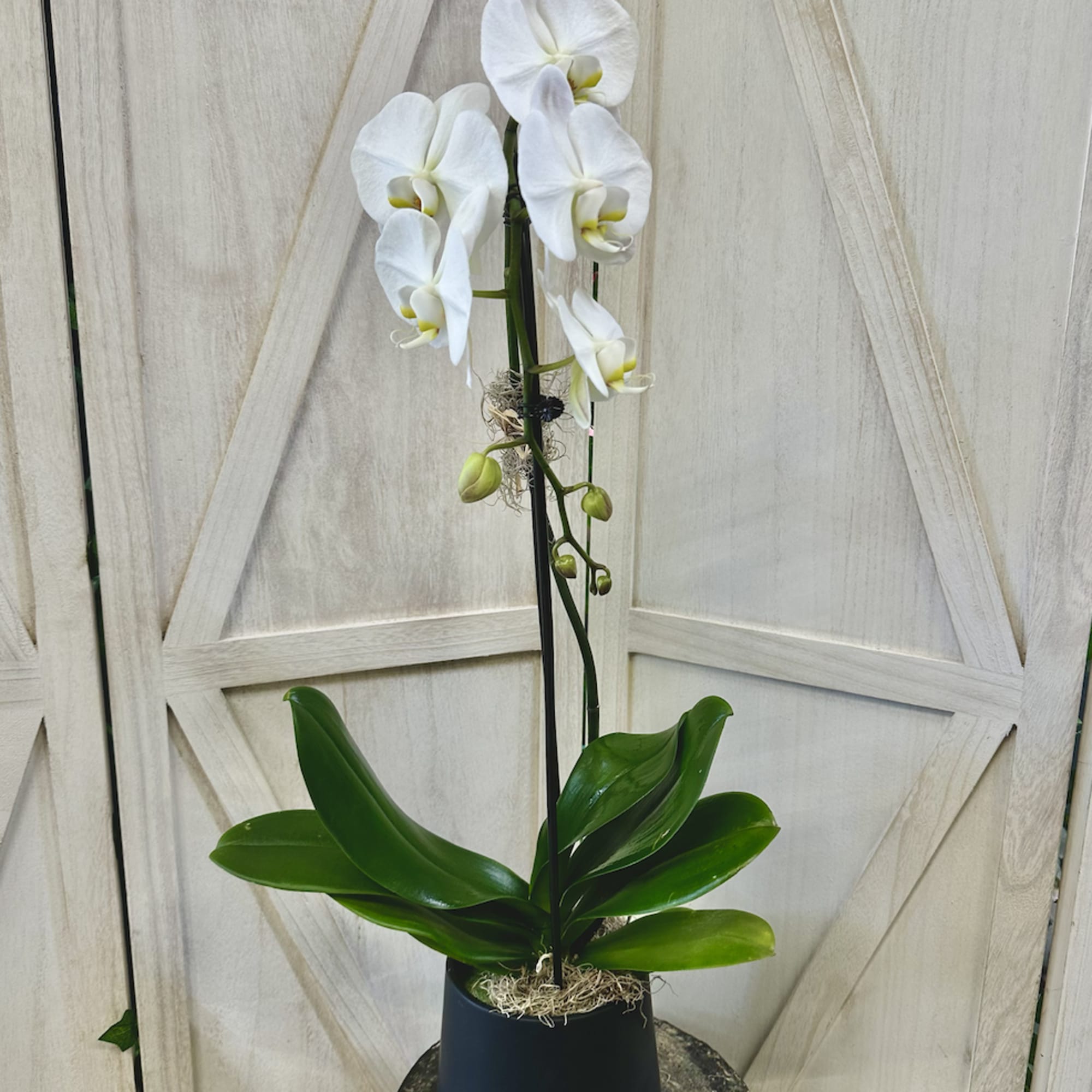 Single or Double Stem Orchid Plant!