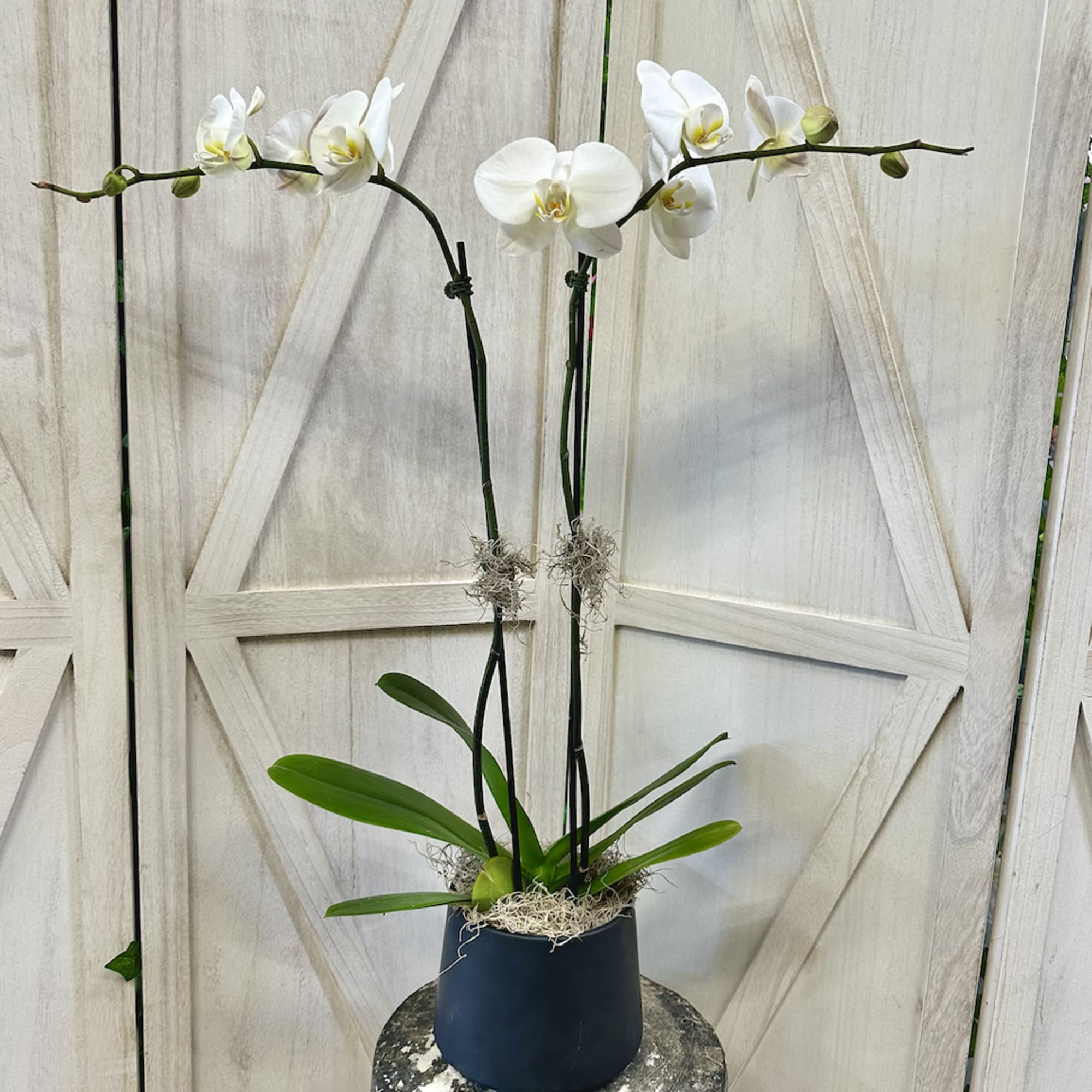 Single or Double Stem Orchid Plant!