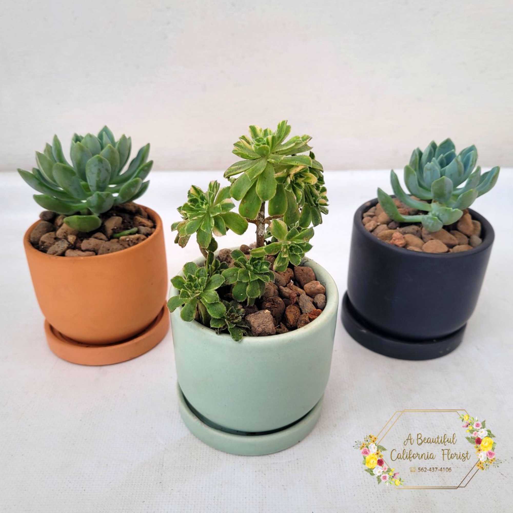 Petite Succulent Trio, the perfect gift for a Birthday, House Warming, Thank