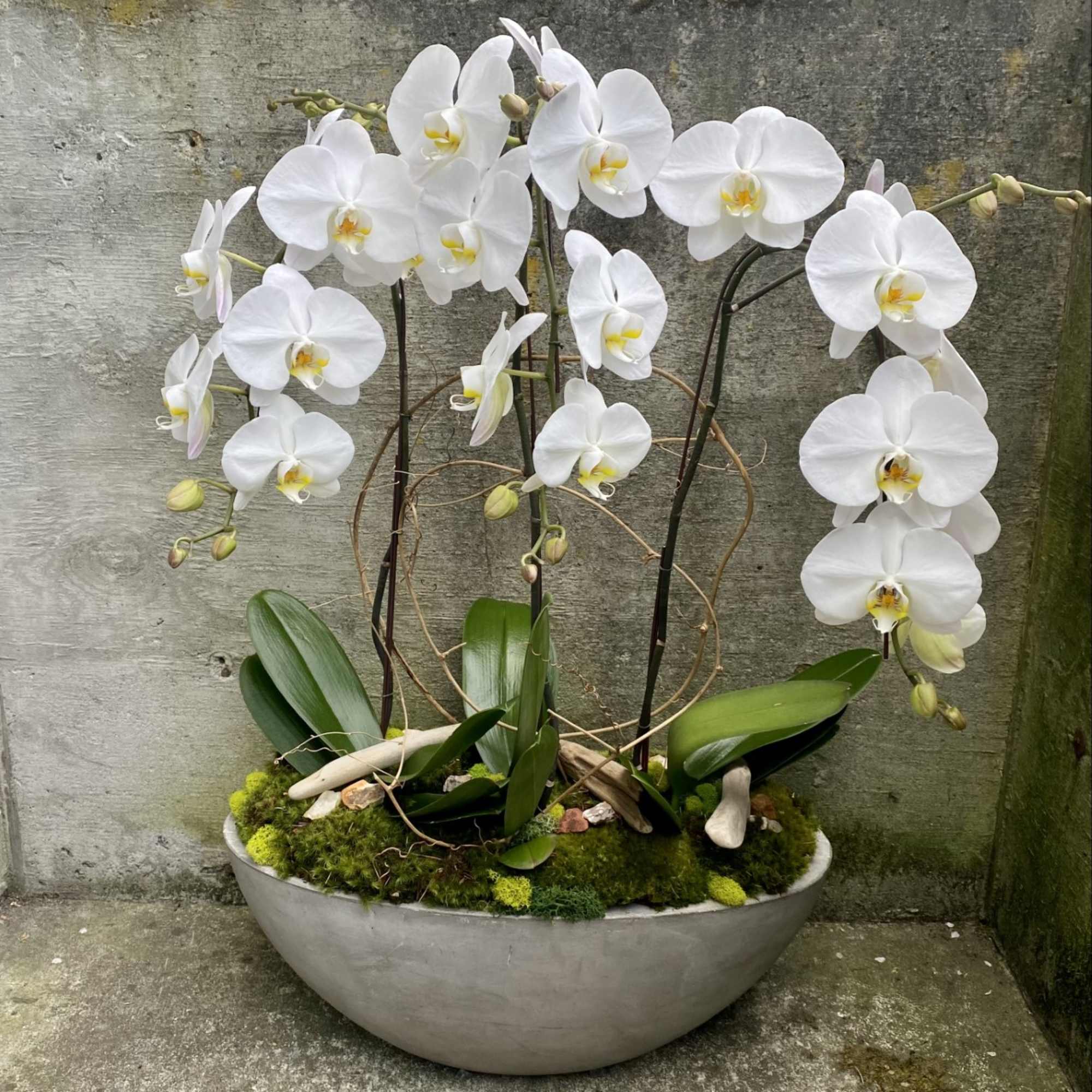 花鸟13 White Phalaenopsis Orchid Plant Trio in Seattle, WA | Fiori