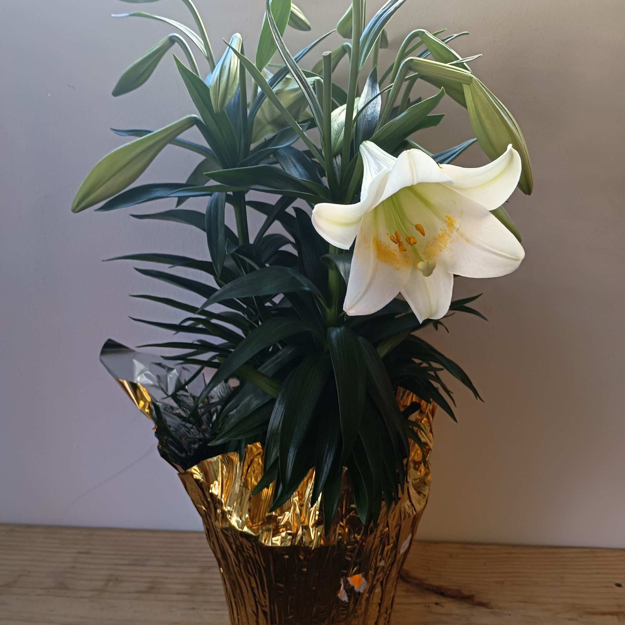 Comes in 3 sizes - one blooming plant ( three to for