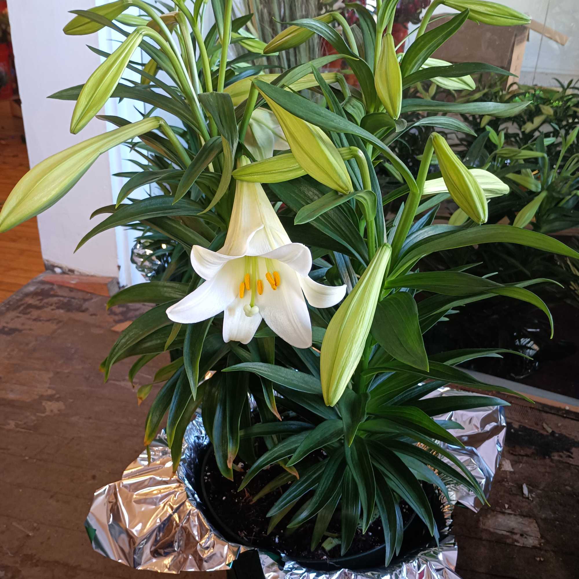 Comes in 3 sizes - one blooming plant ( three to for