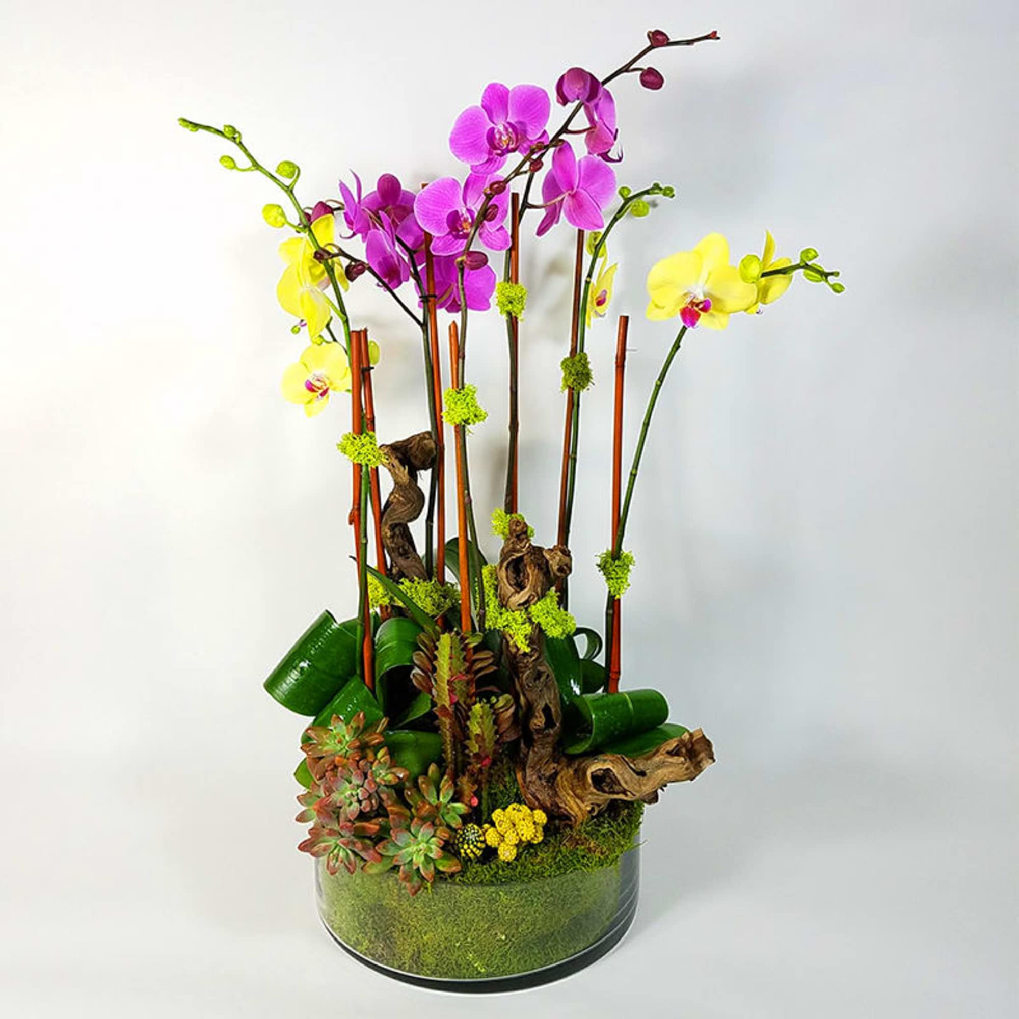 A modern Mix of 6 Bright Color Orchids with Natural pieces of