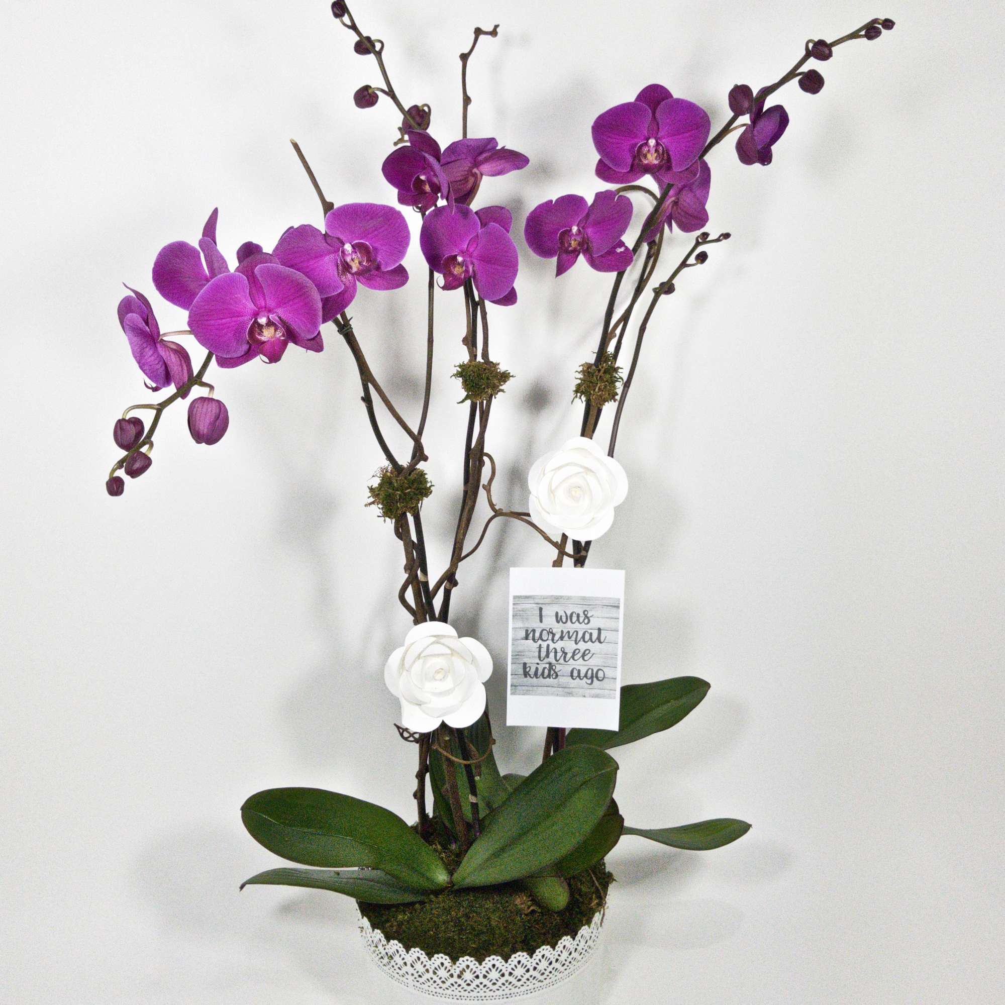 Three premium orchids in a white vase with assorted plants and moss. Three premium orchids in a white vase with assorted plants and moss.