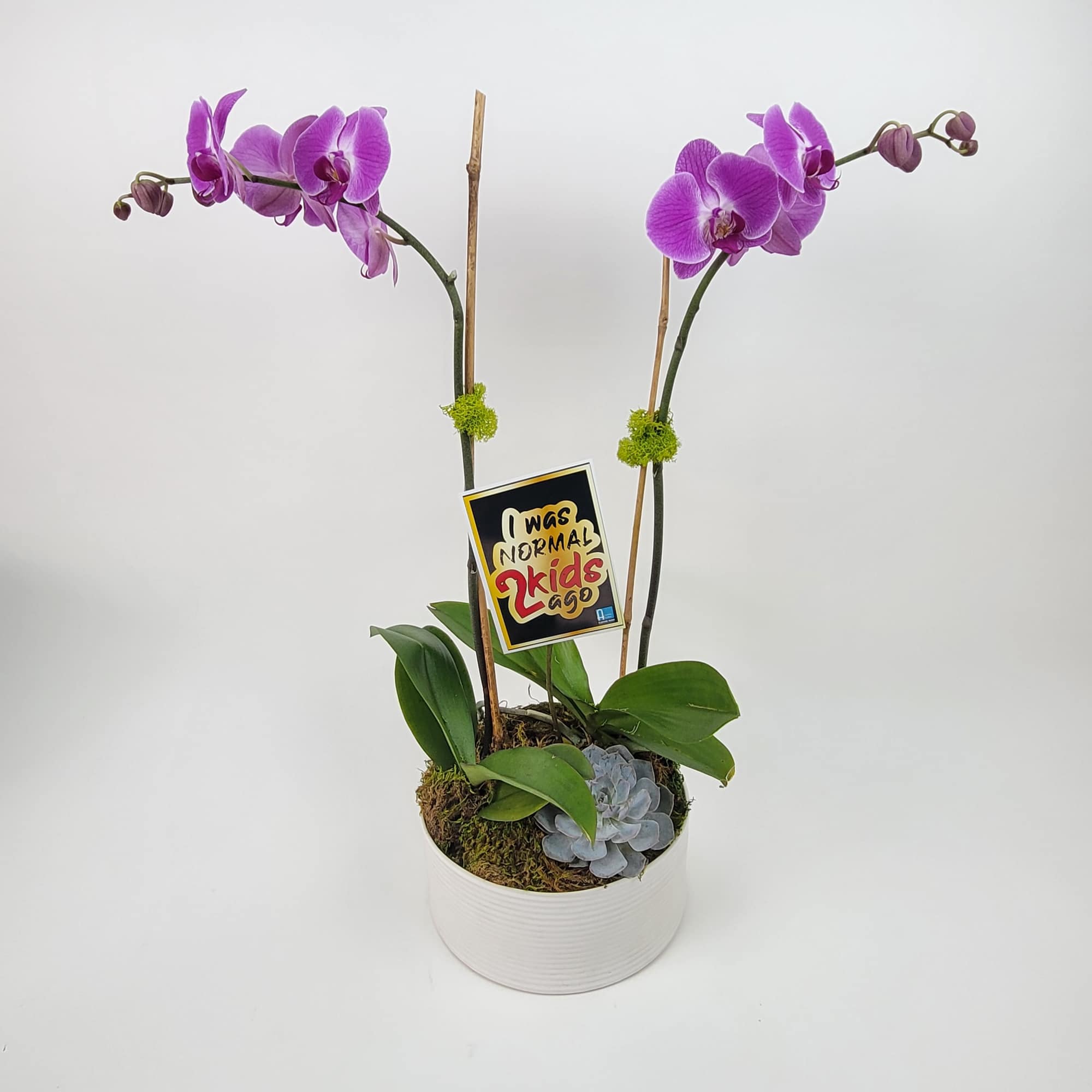 Two White Phaleanopsis Orchid Plants in a White Vase with Branches, and Two White Phaleanopsis Orchid Plants in a White Vase with Branches, and