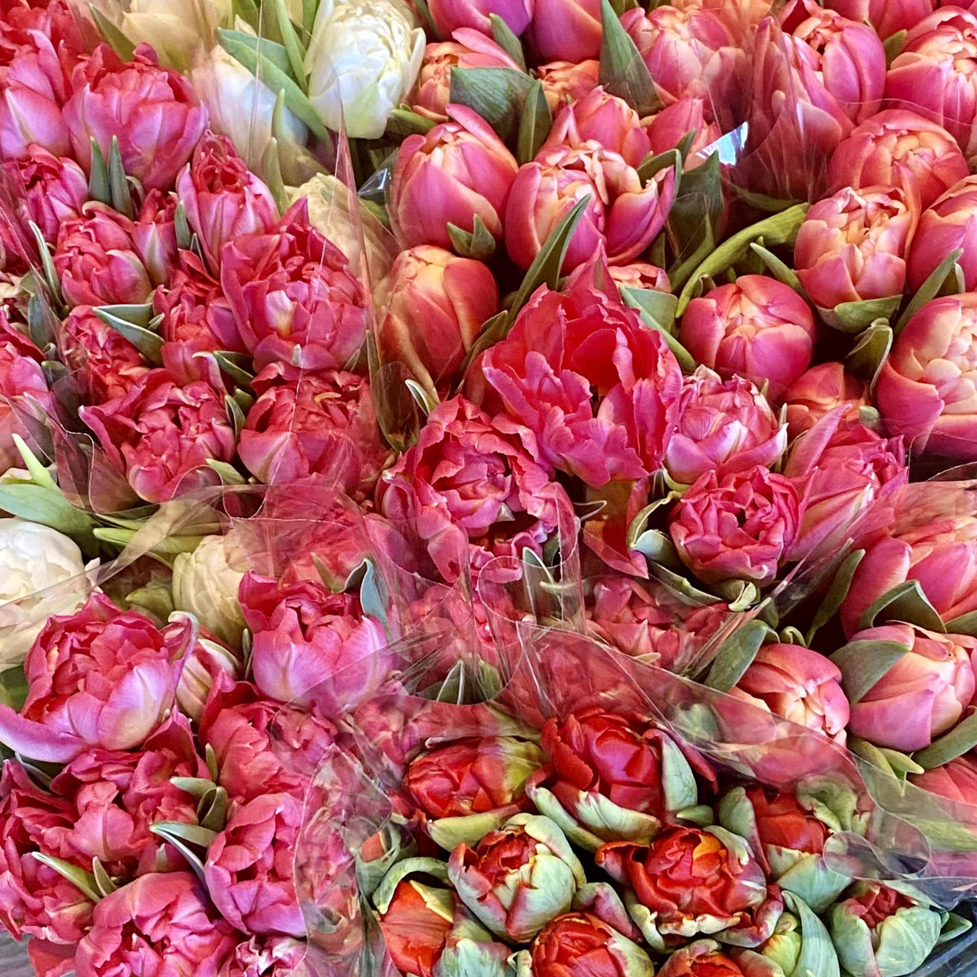 Tulips make any room look like spring is here!  We have