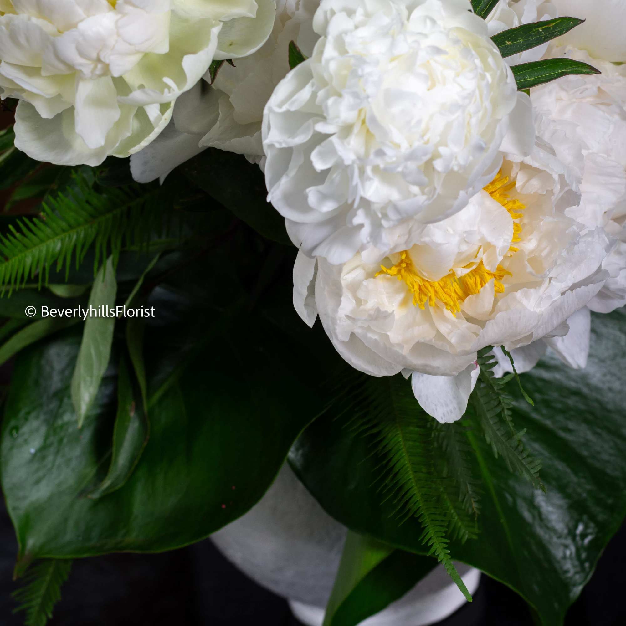  A lavish arrangement of over 20 pristine white peonies nestled within