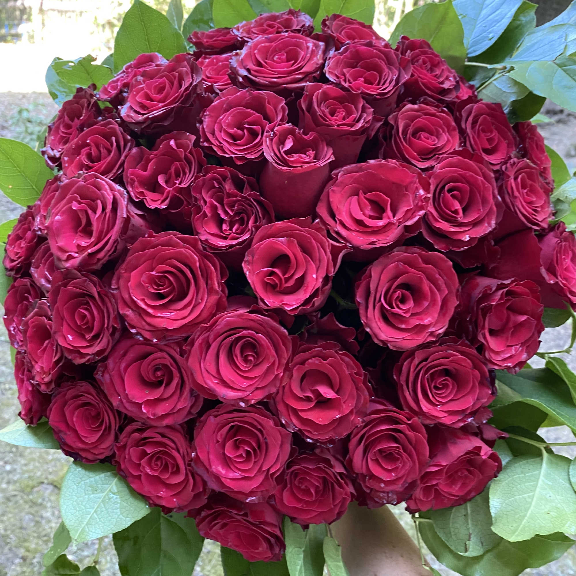 Fifty beautiful roses delicately wrapped in craft paper. Perfect gift for a Fifty beautiful roses delicately wrapped in craft paper. Perfect gift for a