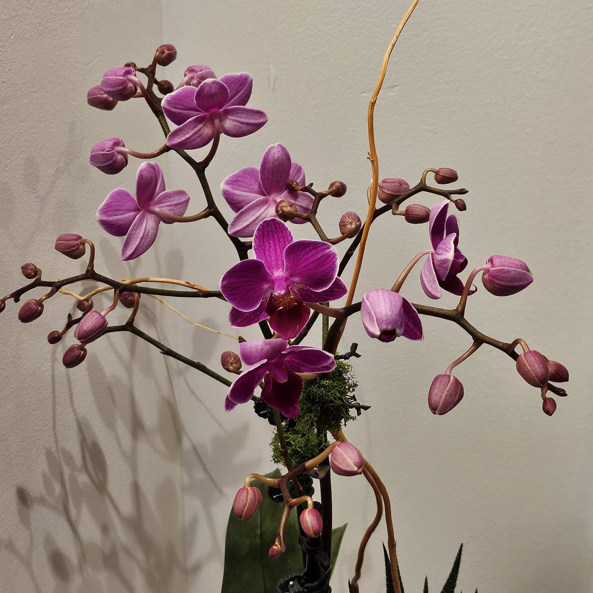 Orchid plant with succulent 