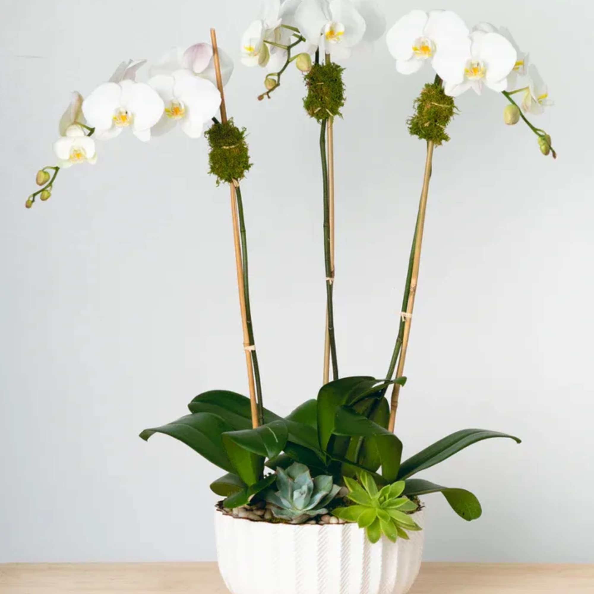 Double stem white orchid