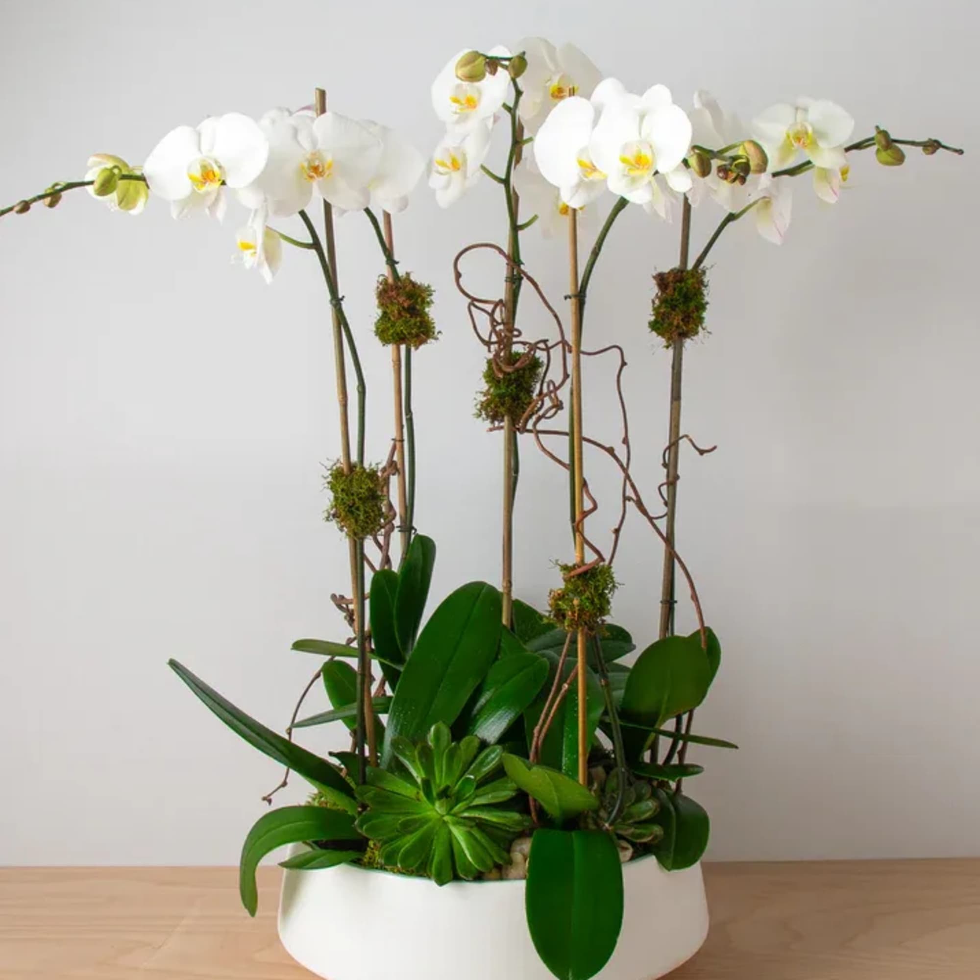Double stem white orchid