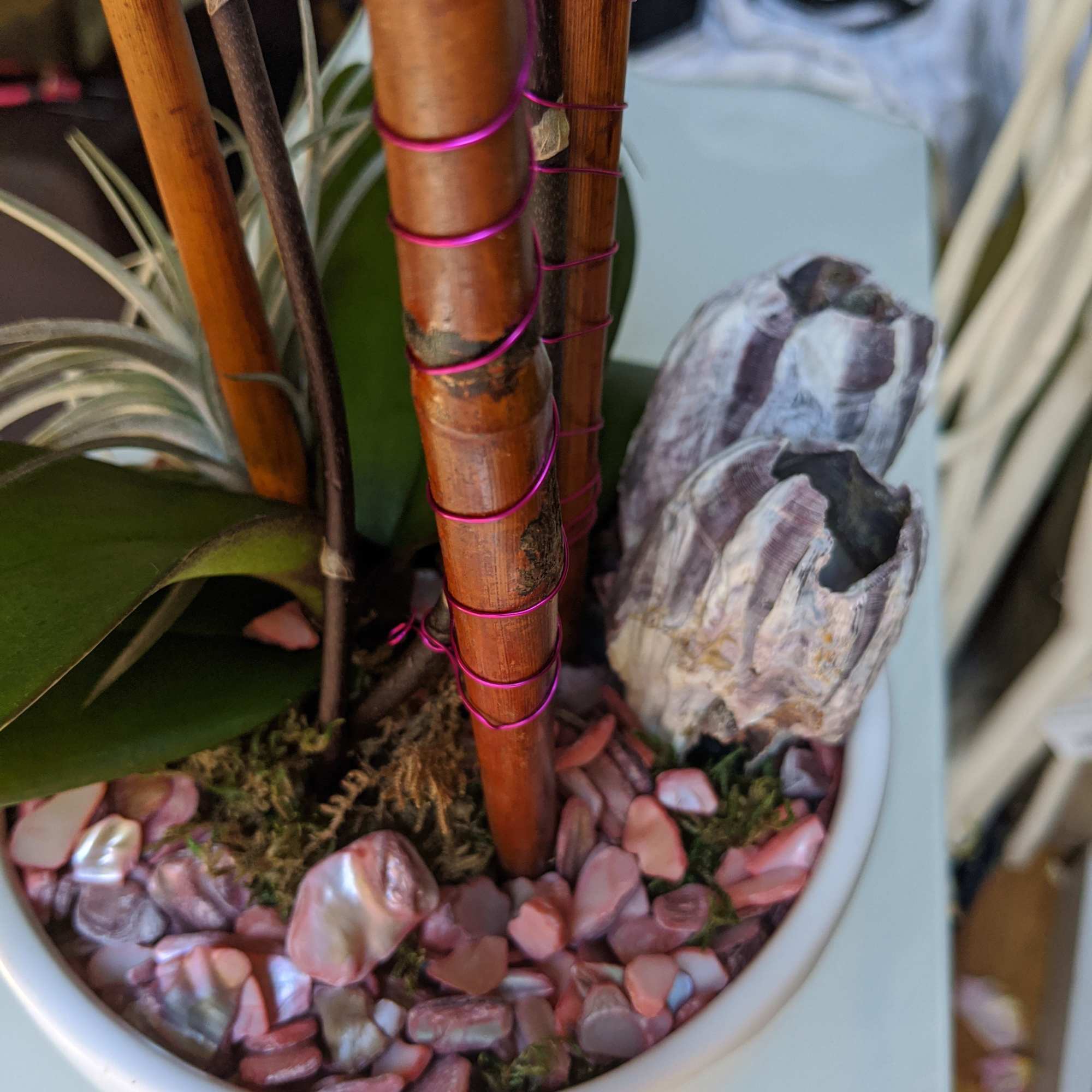 This incredible novelty phalaenopsis orchid plant is paired with a silver air