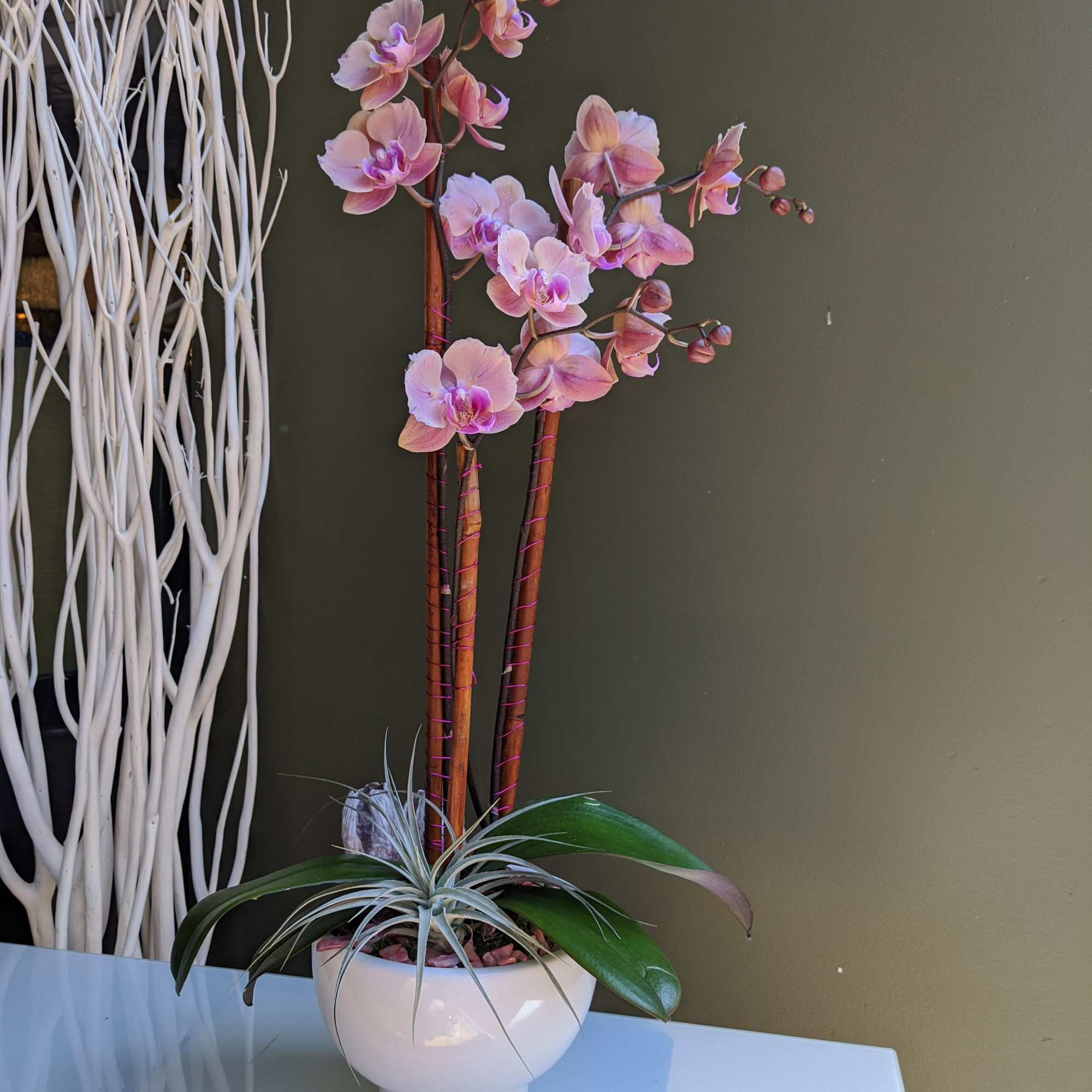 This incredible novelty phalaenopsis orchid plant is paired with a silver air
