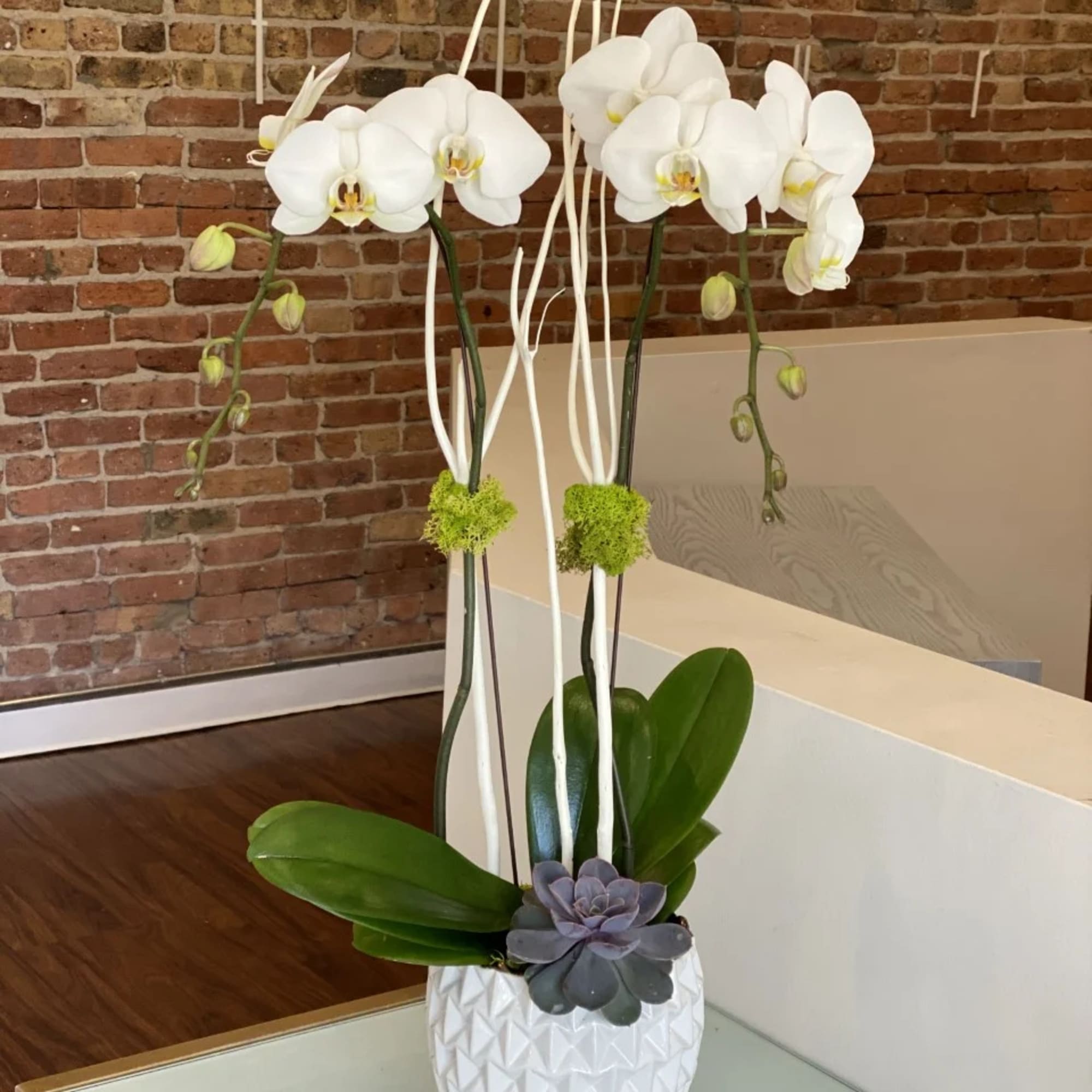 Two towering white phalaenopsis orchid plants sit together in a 7&quot; tall