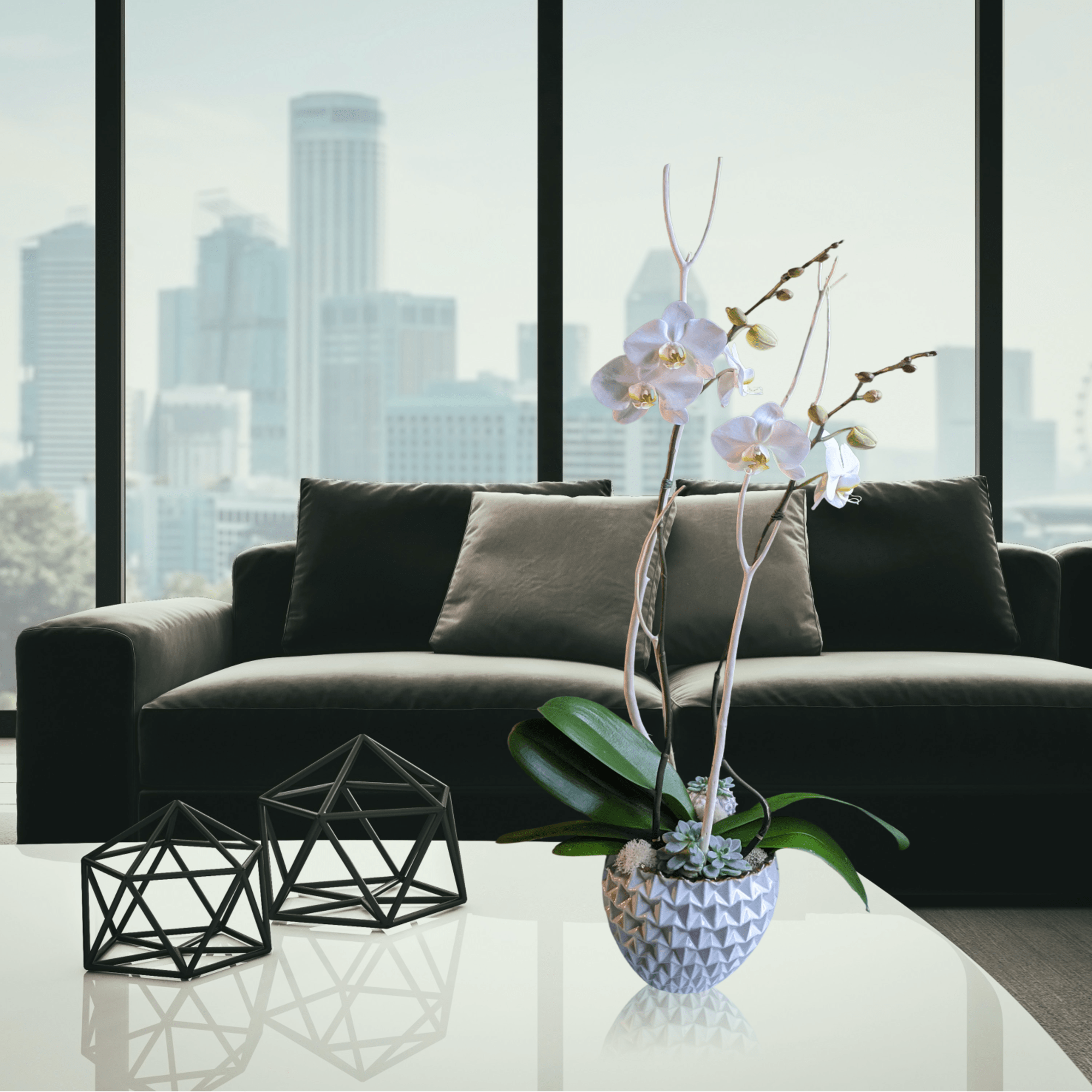 Two towering white phalaenopsis orchid plants sit together in a 7&quot; tall