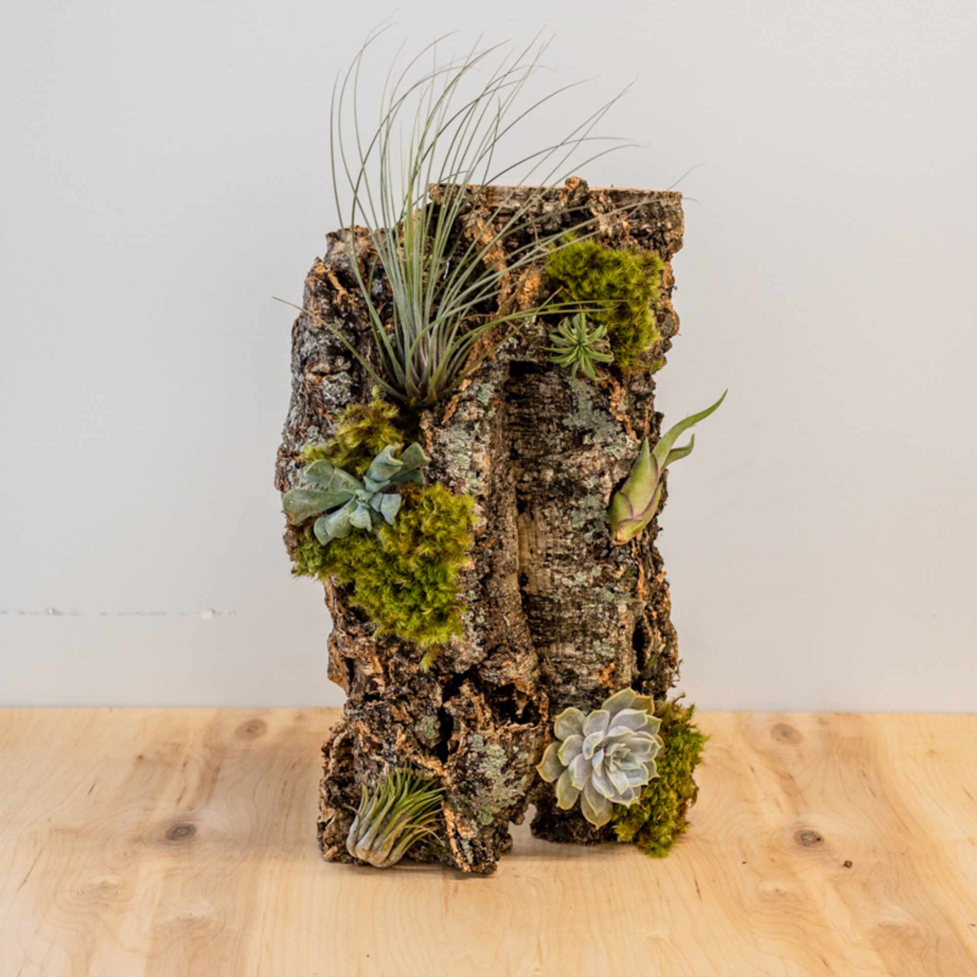 Custom Created on a fresh piece of cork - Multiple cut succulents Custom Created on a fresh piece of cork - Multiple cut succulents