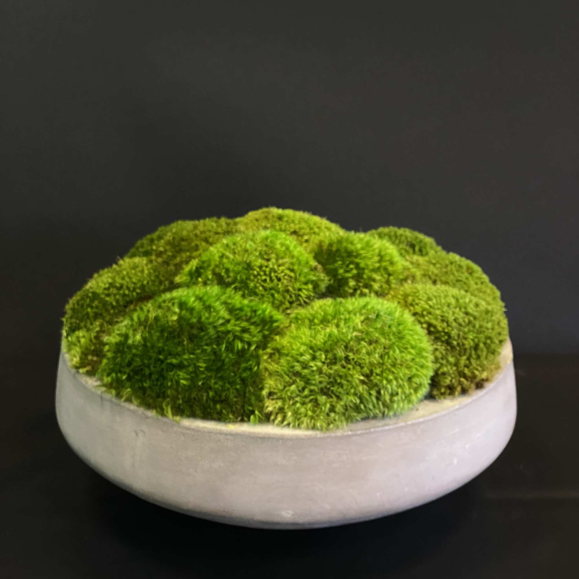 Mood Moss in a concrete bowl