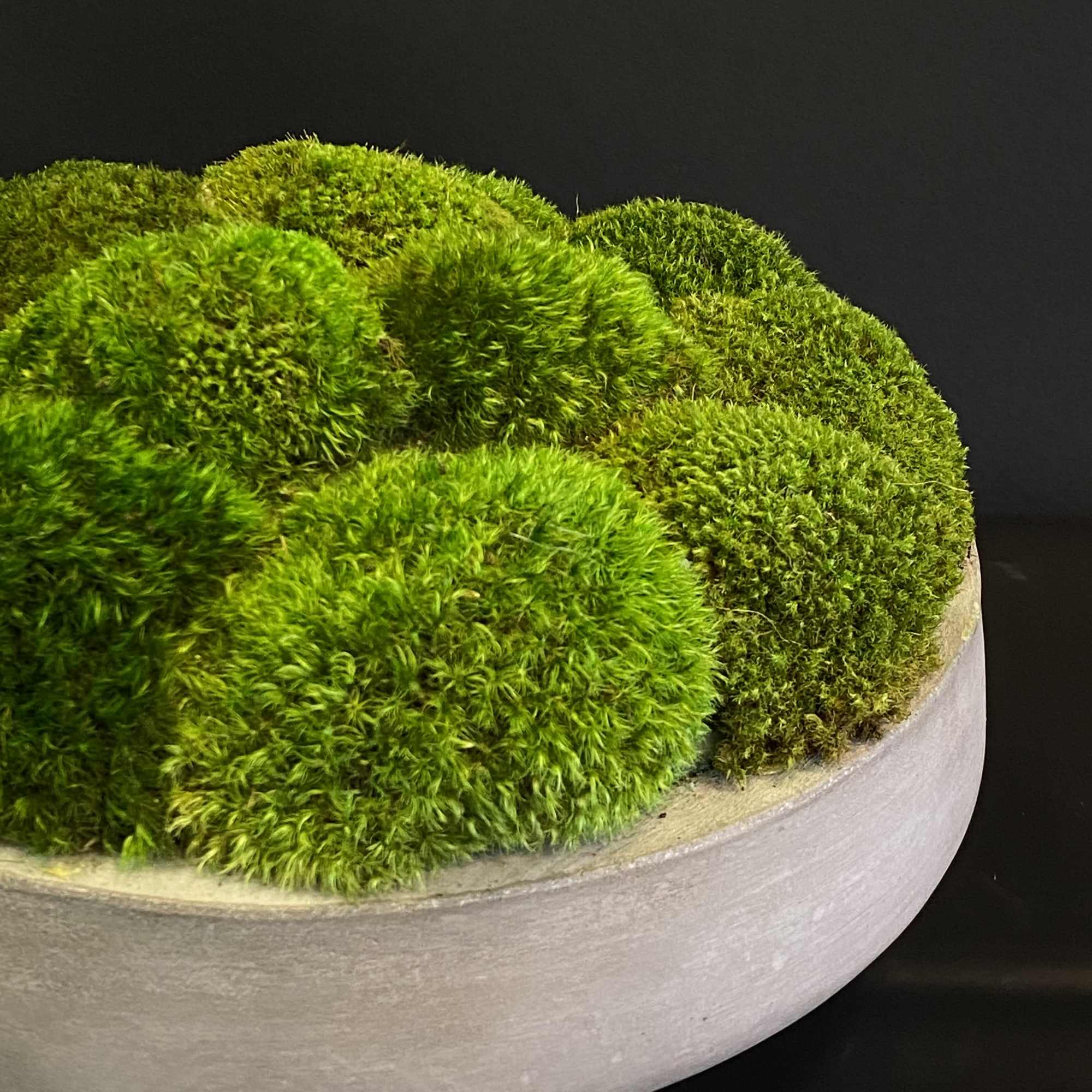 Mood Moss in a concrete bowl