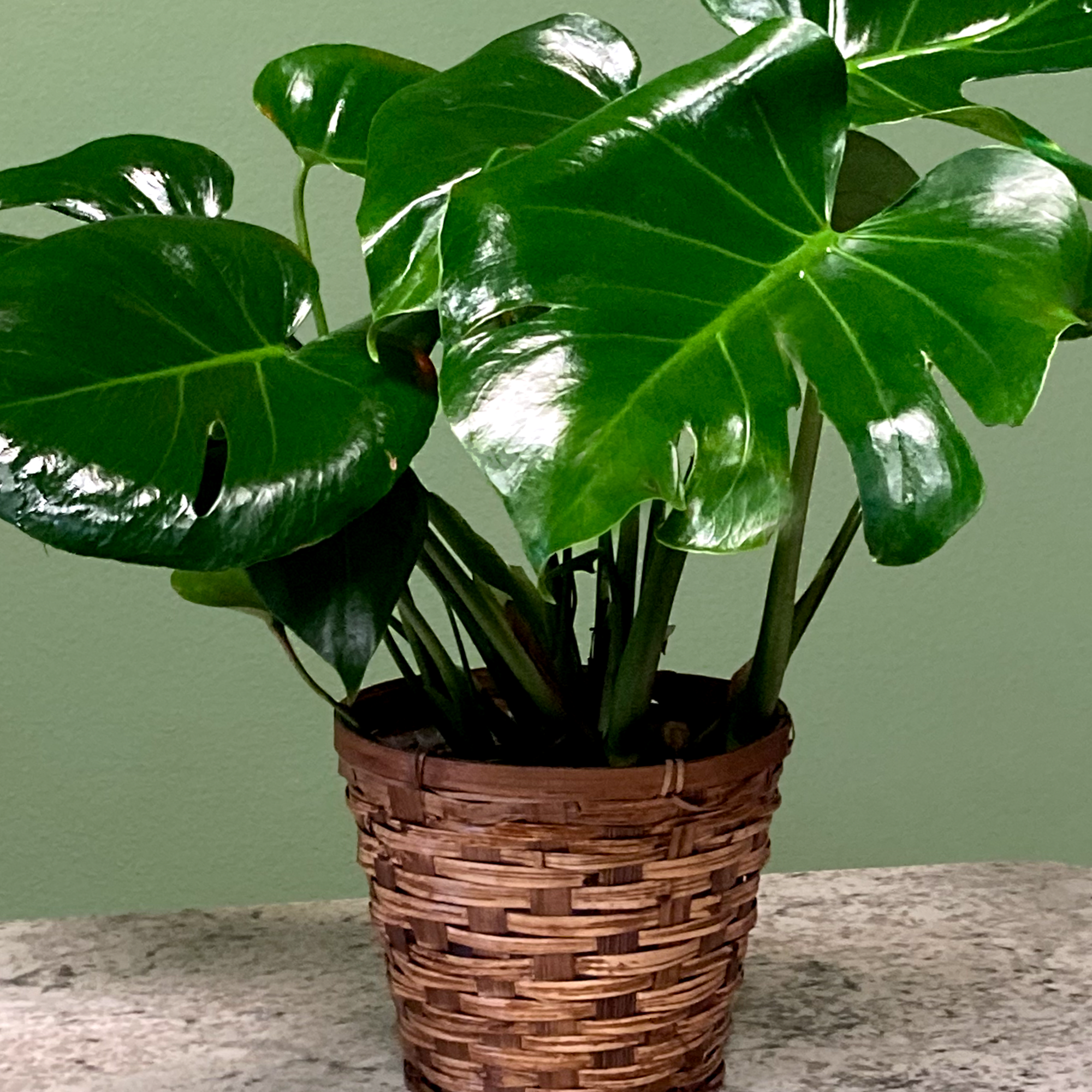 Monstera plants are ready to thrive in your space with their distinct