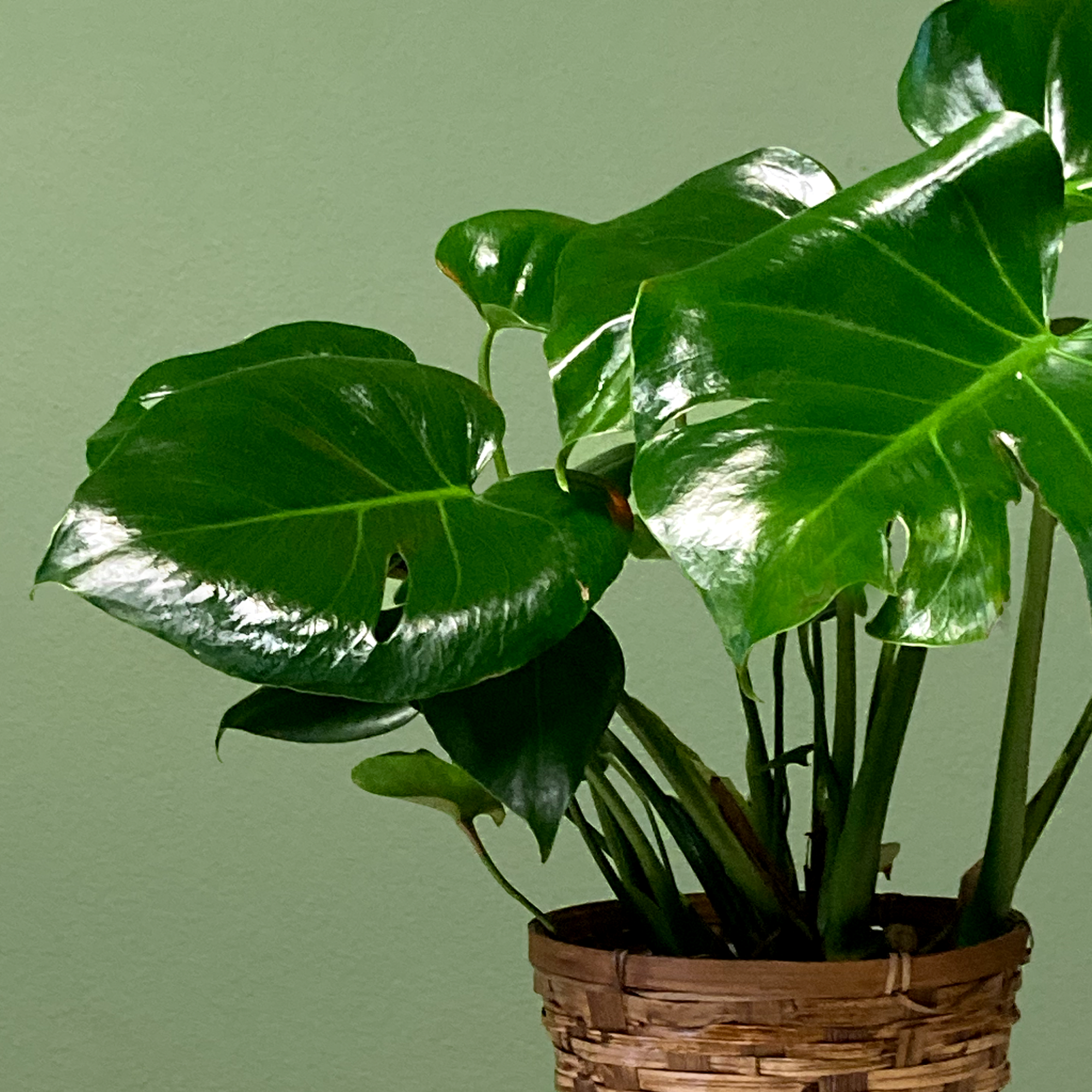 Monstera plants are ready to thrive in your space with their distinct