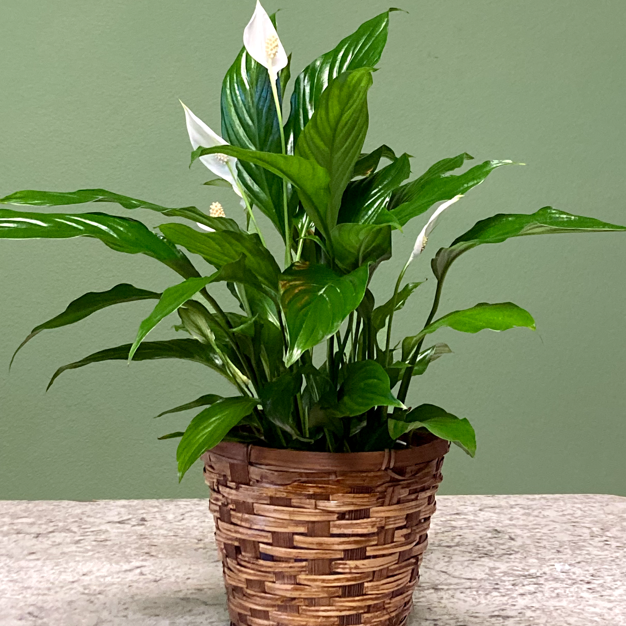 Spathiphyllum, also known as the Peace Lily, is known for both its