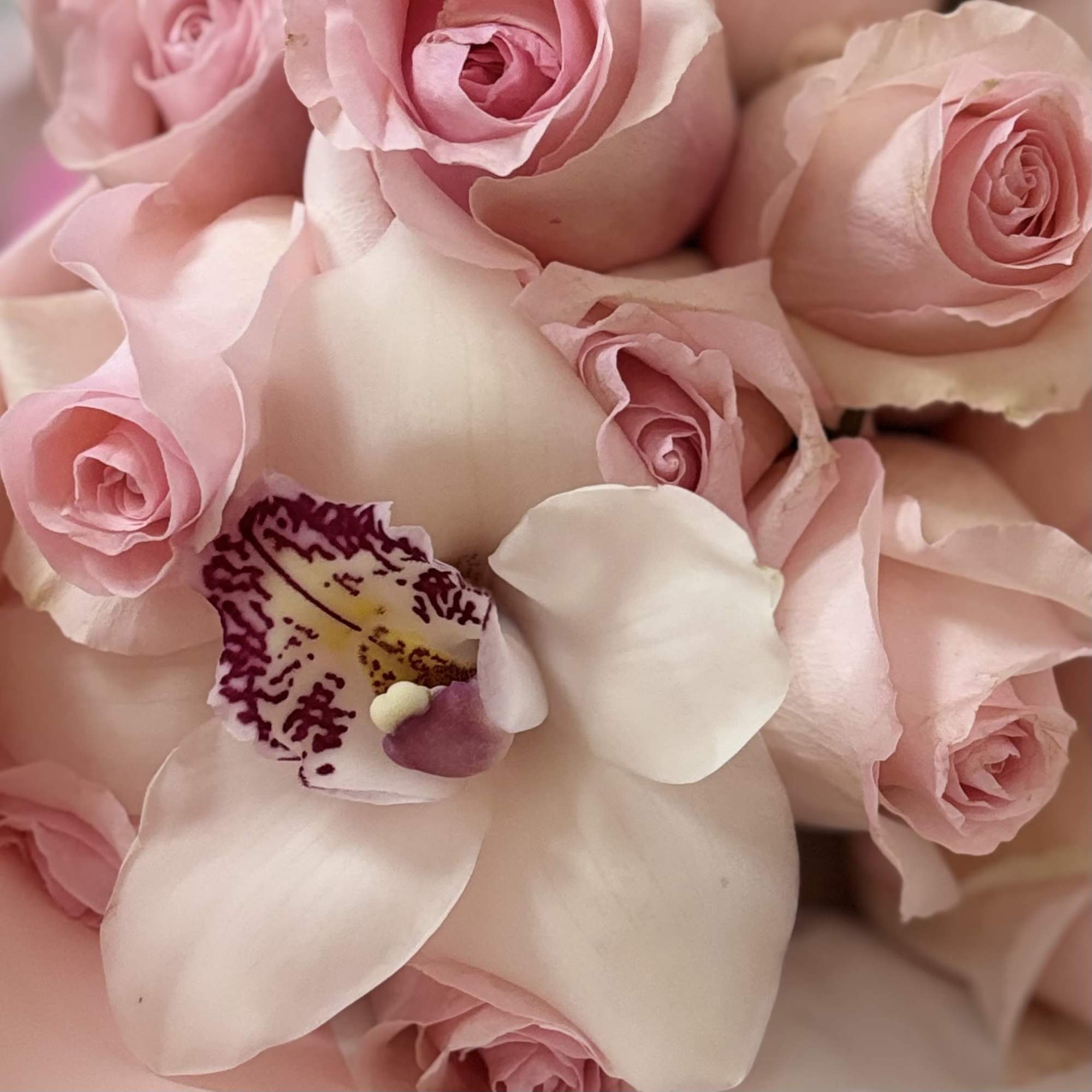 ONE DOZEN PINK ROSES WITH ORCHID