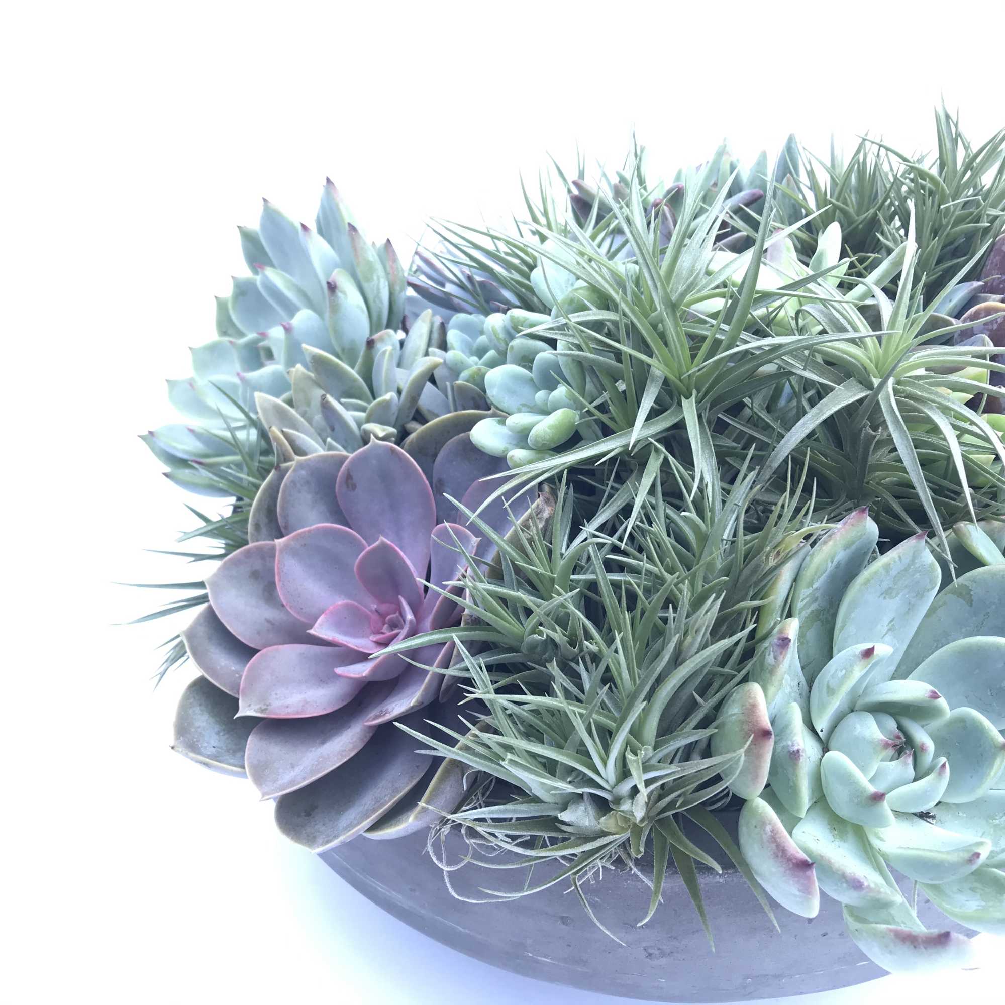 Premium varieties of succulents, echeveria and air-plants designed in sleek modern container.