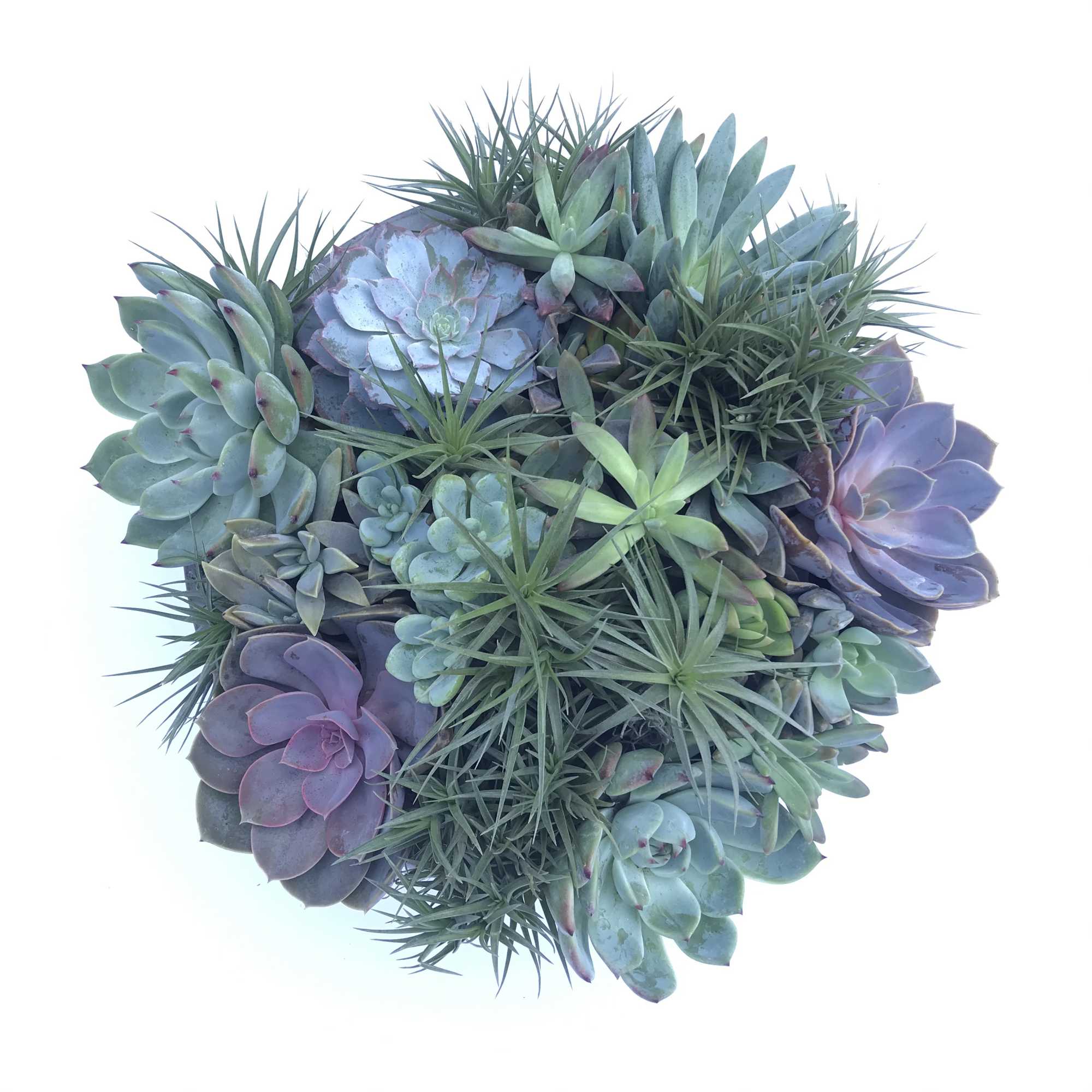 Premium varieties of succulents, echeveria and air-plants designed in sleek modern container.