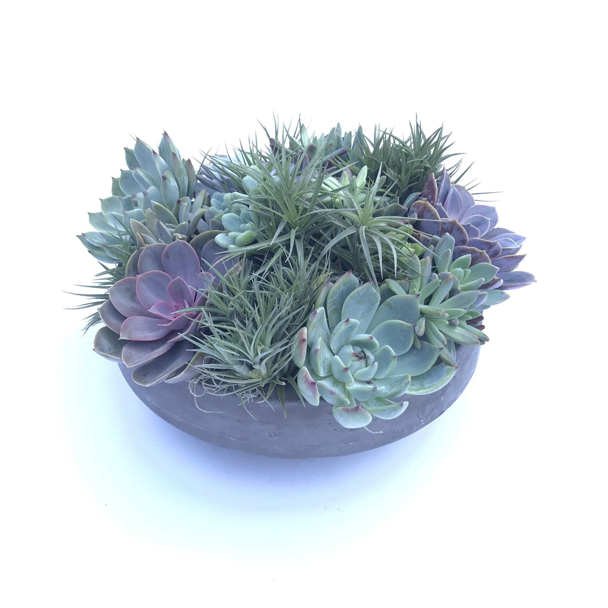 Premium varieties of succulents, echeveria and air-plants designed in sleek modern container.
