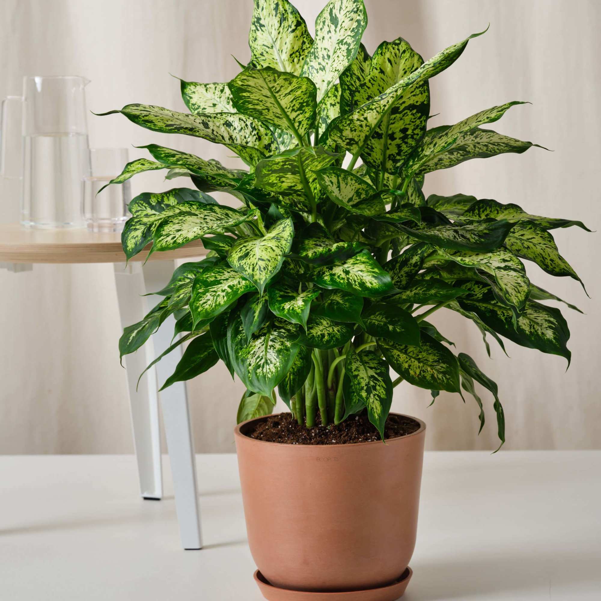 With its large green leaves adorned with splashes of yellow, Dieffenbachia, commonly