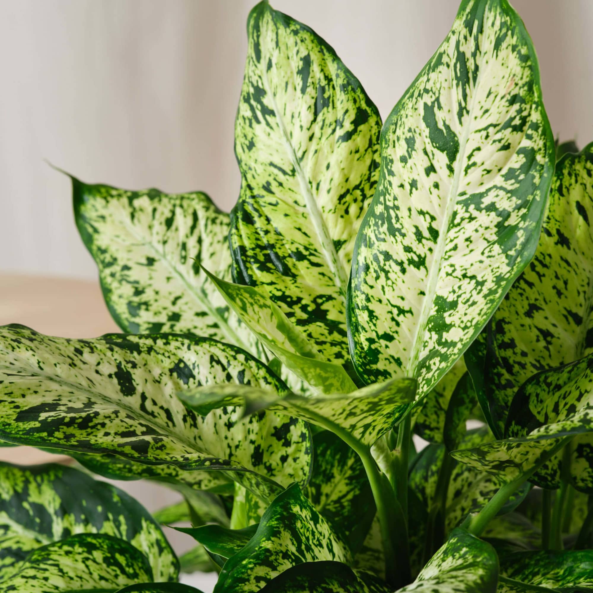 With its large green leaves adorned with splashes of yellow, Dieffenbachia, commonly