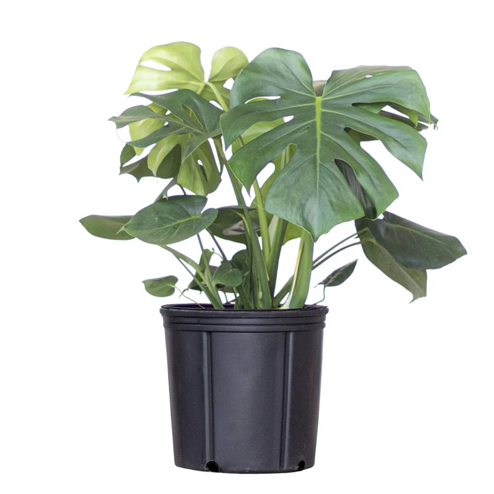 A gorgeous plant to delight the plant mama in your life.

Monstera are