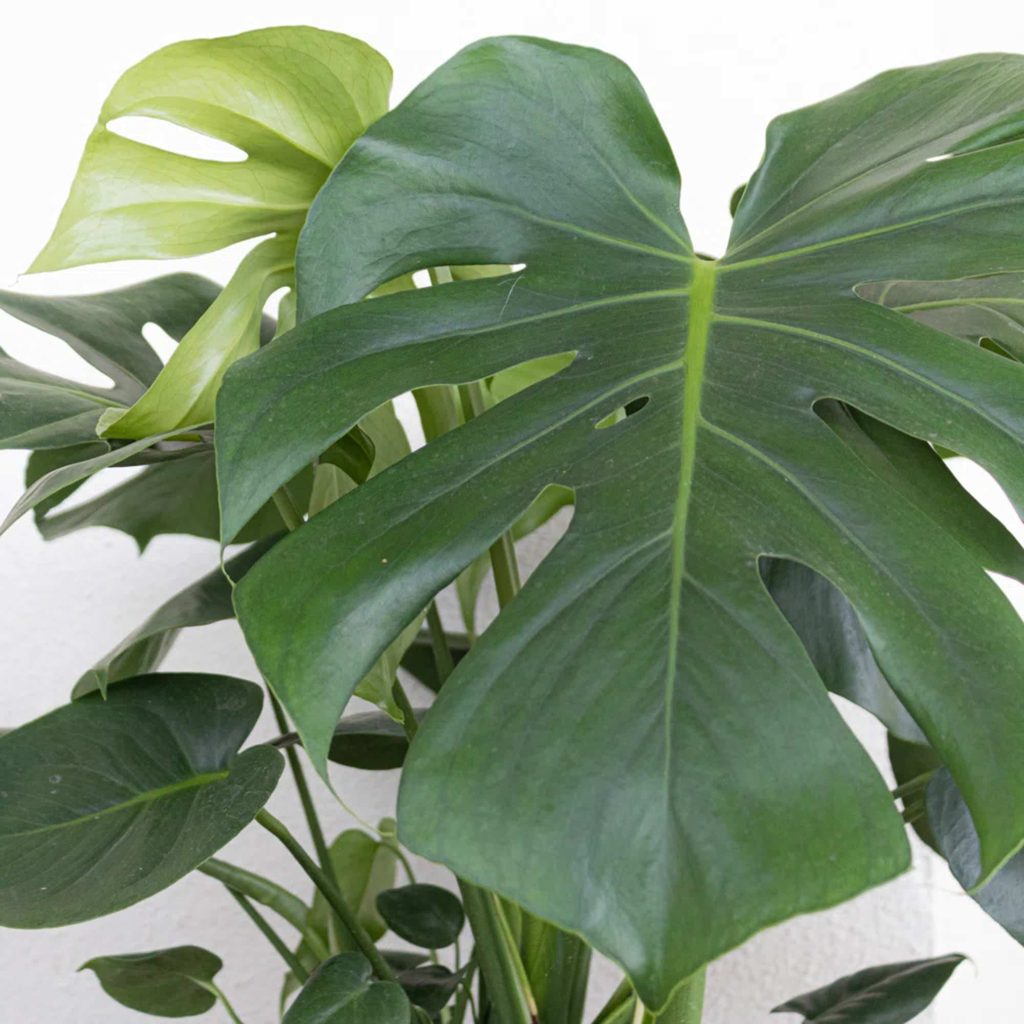 A gorgeous plant to delight the plant mama in your life.

Monstera are