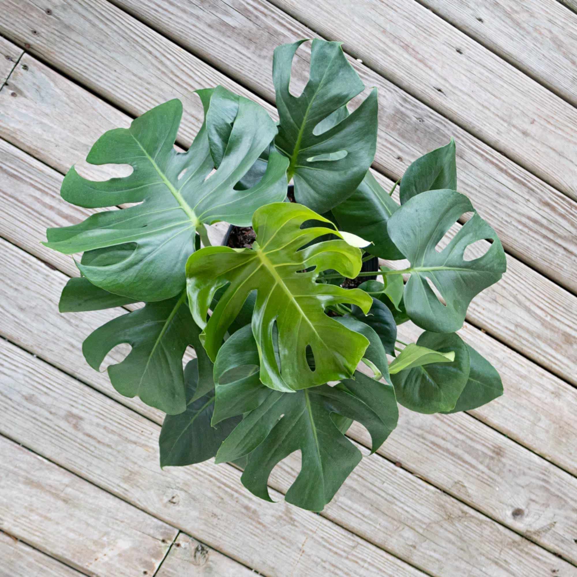 A gorgeous plant to delight the plant mama in your life.

Monstera are