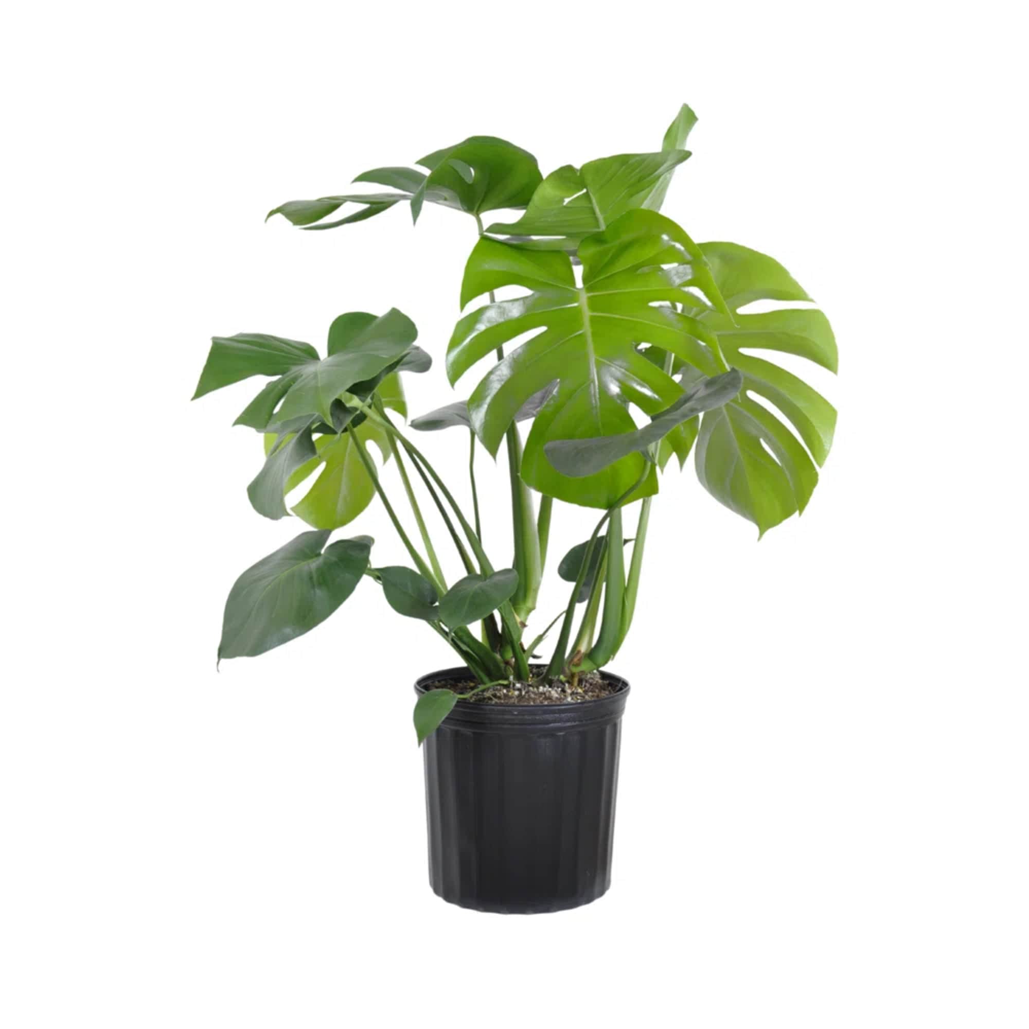 A gorgeous plant to delight the plant mama in your life.

Monstera are